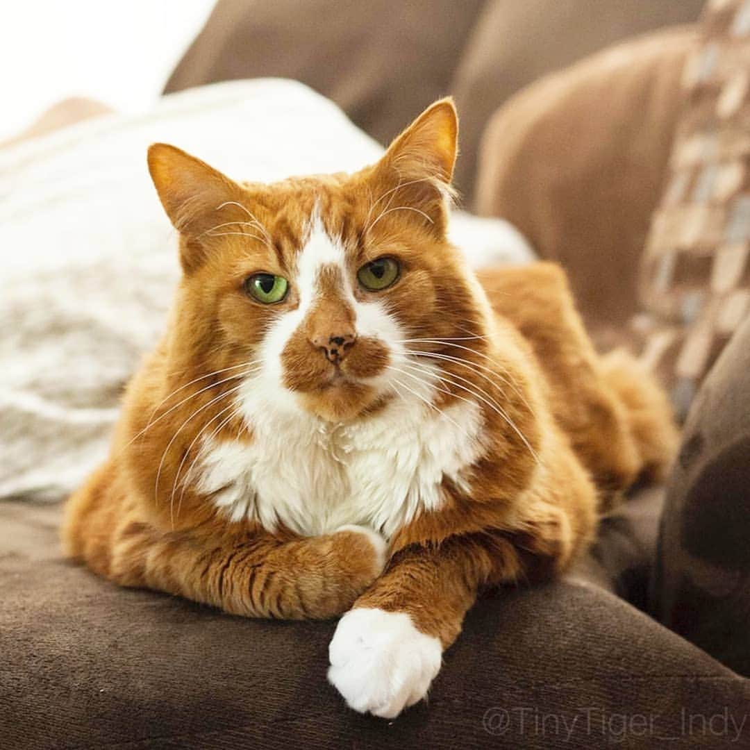 CatStockerのインスタグラム：「Hello! #catstocker is here!  Follow our FURRriend @tinytiger_indy  Scroll right for more pictures 👉 . . . . .  #cat #neko #mačka #chat #kočka #котка #kotek #kot #кіт #mače #кошка #кот #katze #gato #gatto #kissa #kattunge #猫 #고양이 #貓 #kedi #köttur #kissanpentu #חתול #кішка #kittens #小猫 #kätzchen #котята」