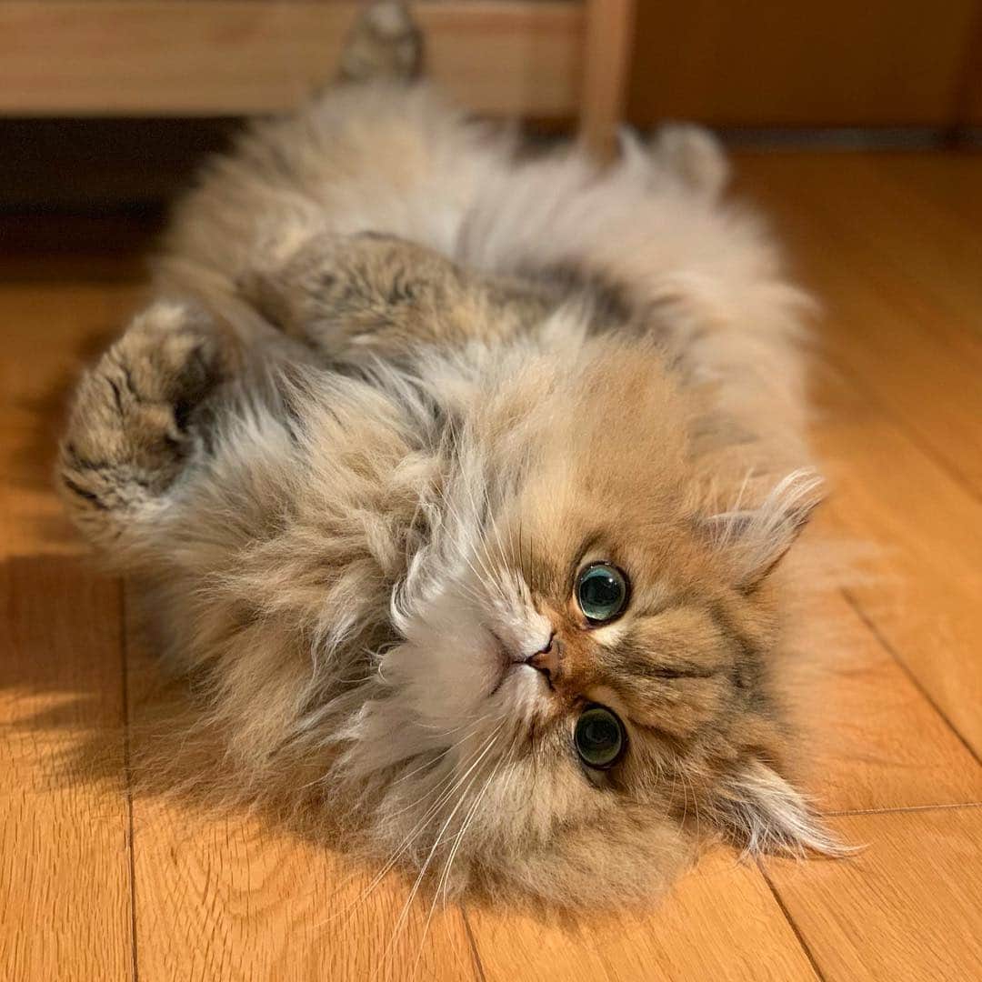 のインスタグラム：「ゴロゴロ。  #purr #ねこ #ゴロゴロ #イチロー 😭」