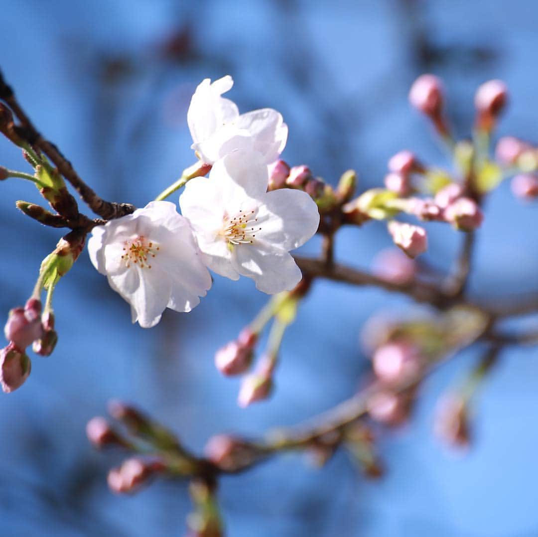八芳園さんのインスタグラム写真 - (八芳園Instagram)「【この春、心意気が咲き誇る Spring Festival 2019 粋】  本日から始まりました今年のSpring Festival 2019粋。  この春、心意気が咲き誇る。 をテーマに染井吉野、しだれ桜、八重桜、御衣黄、三春の滝桜と長くお花見が愉しめるシーズンがやってきました。  写真は今日の八芳園の染井吉野。  この染井吉野は、江戸時代の末期に江戸の染井村（現在の東京都豊島区駒込）の植木屋が売り出したと伝えられており、言わば江戸っ子の桜なのです。  この染井吉野はもちろん、イベント期間中は東京生まれのワインや江戸野菜、東京地酒、東京のクラフトビールなど江戸の粋を味わう事もできます！  桜満開、人満開。 Spring Festival 2019、開園です。  http://www.happo-en.com/event/springfestival2019/  #八芳園 #染井吉野 #染井吉野桜 #江戸っ子 #江戸 #粋 #春 #ワイン #日本酒 #江戸野菜 #青空 #桜 #お花見 #花見  #東京 #日本庭園 #庭園 #八芳園粋  #happoen #sakura #edo #tokyo #japan #spring #japanesegarden #garden #sake #wine #cherryblossom」3月21日 23時35分 - happoen