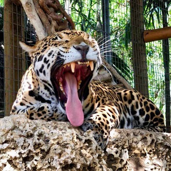 Zoological Wildlife Foundationさんのインスタグラム写真 - (Zoological Wildlife FoundationInstagram)「Nadarr’s morning yawn💙🐾 . #jaguar #bigcat #notpets #criticallyendangered #conservation #zwf #zwfmiami #nature_perfection」3月21日 23時39分 - zwfmiami