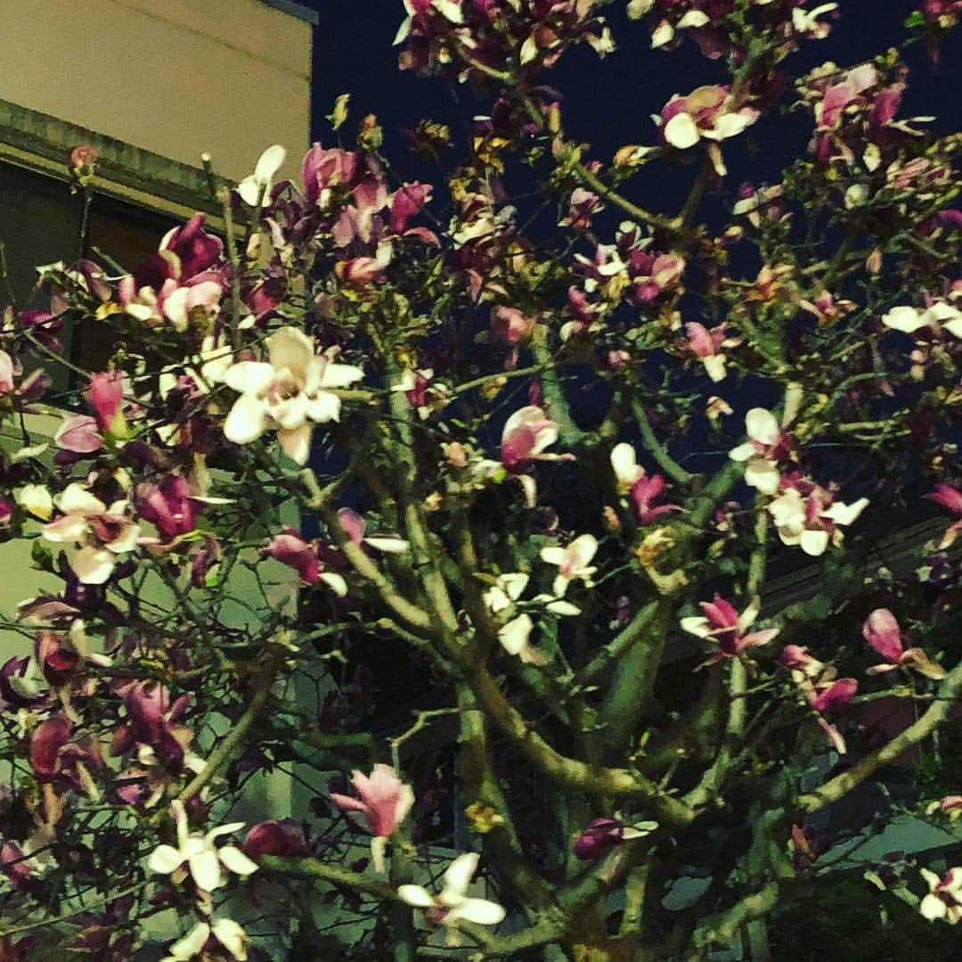松浦美穂さんのインスタグラム写真 - (松浦美穂Instagram)「2019年3月21日 春分の日の満月…  玄関先の赤松の木が… 木蓮の花が… 室内の桜の小枝が…  オーストリアで こだわりの幾種ものブドウをブレンドして 丁寧に作られた 自然派の白ワイン…Kosmopolit。 JUTTA AMBROSITSCH 2017が…  全てが気持ち良い…  今宵にピッタリ…  宇宙元旦…春が来た…  #おめでとう㊗️ #スタート #springhascome #春分の日 #ビオワイン #赤松の木 #木蓮 #桜 #太陽と月、男性性と女性性、ポジティブとネガティブ、光と陰、昼と夜。」3月21日 23時50分 - twiggy_mihomatsuura