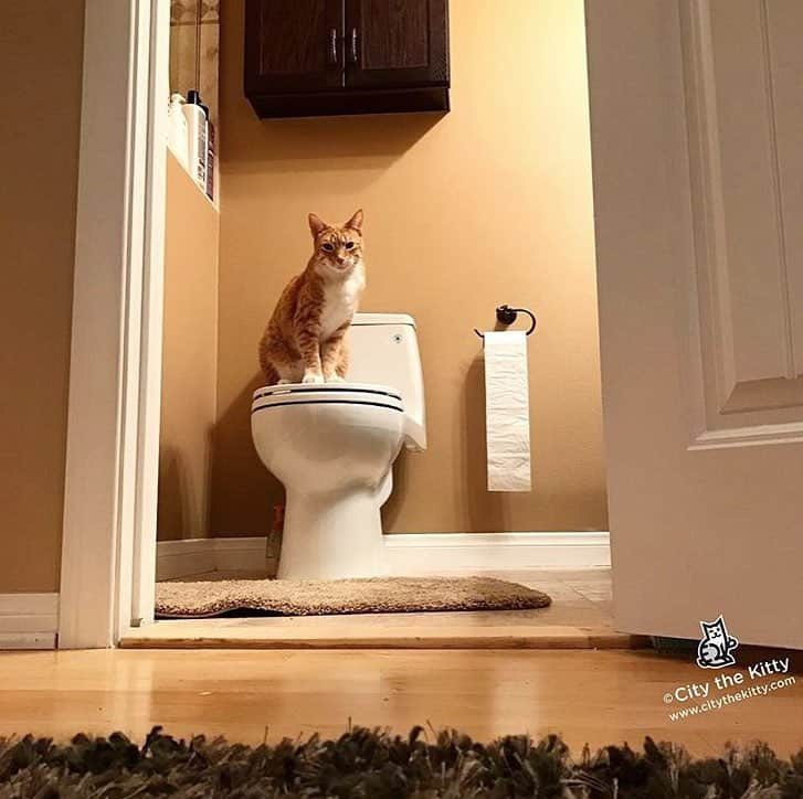 City the Kittyさんのインスタグラム写真 - (City the KittyInstagram)「This room is occupied.  #bathroomcat  www.citythekitty.org」3月22日 0時22分 - citythekitty