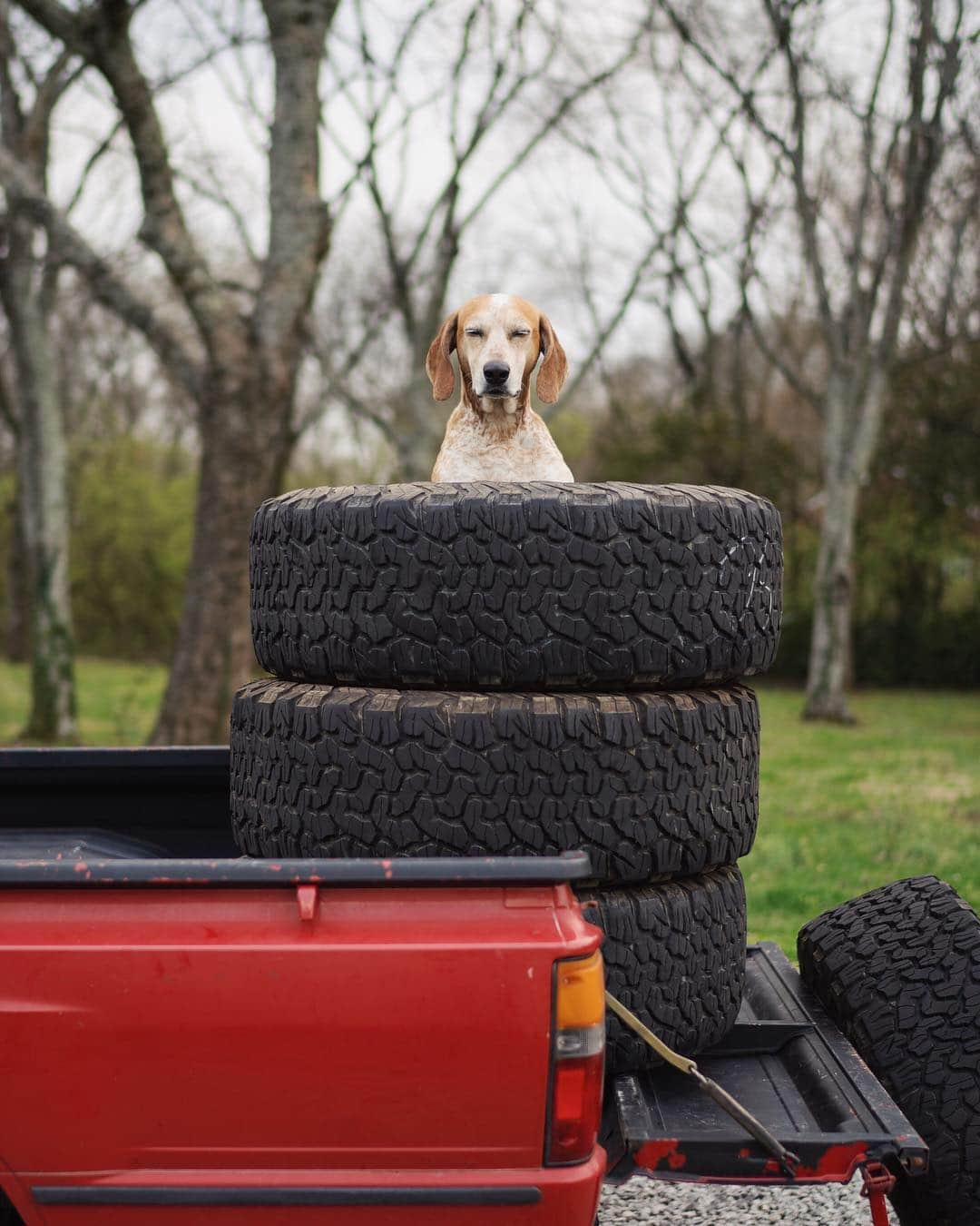 マディさんのインスタグラム写真 - (マディInstagram)「No man really needs 37” tires on his truck but I have this North Carolina redneck side that just likes big trucks 🙈」3月22日 0時29分 - thiswildidea