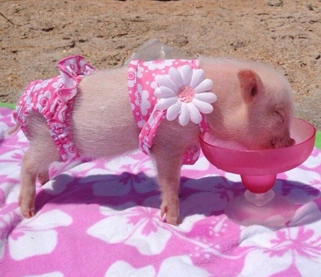 Priscilla and Poppletonさんのインスタグラム写真 - (Priscilla and PoppletonInstagram)「🎶”It was an itsy bitsy teenie weenie pink flowery pigkini.”🐷🌸👙I cant believe I was ever that small!🐷☀️#tbt #moretolove #pigkini #pigarita #pontevedrabeach #babyPrissy #PrissyandPop」3月22日 0時47分 - prissy_pig