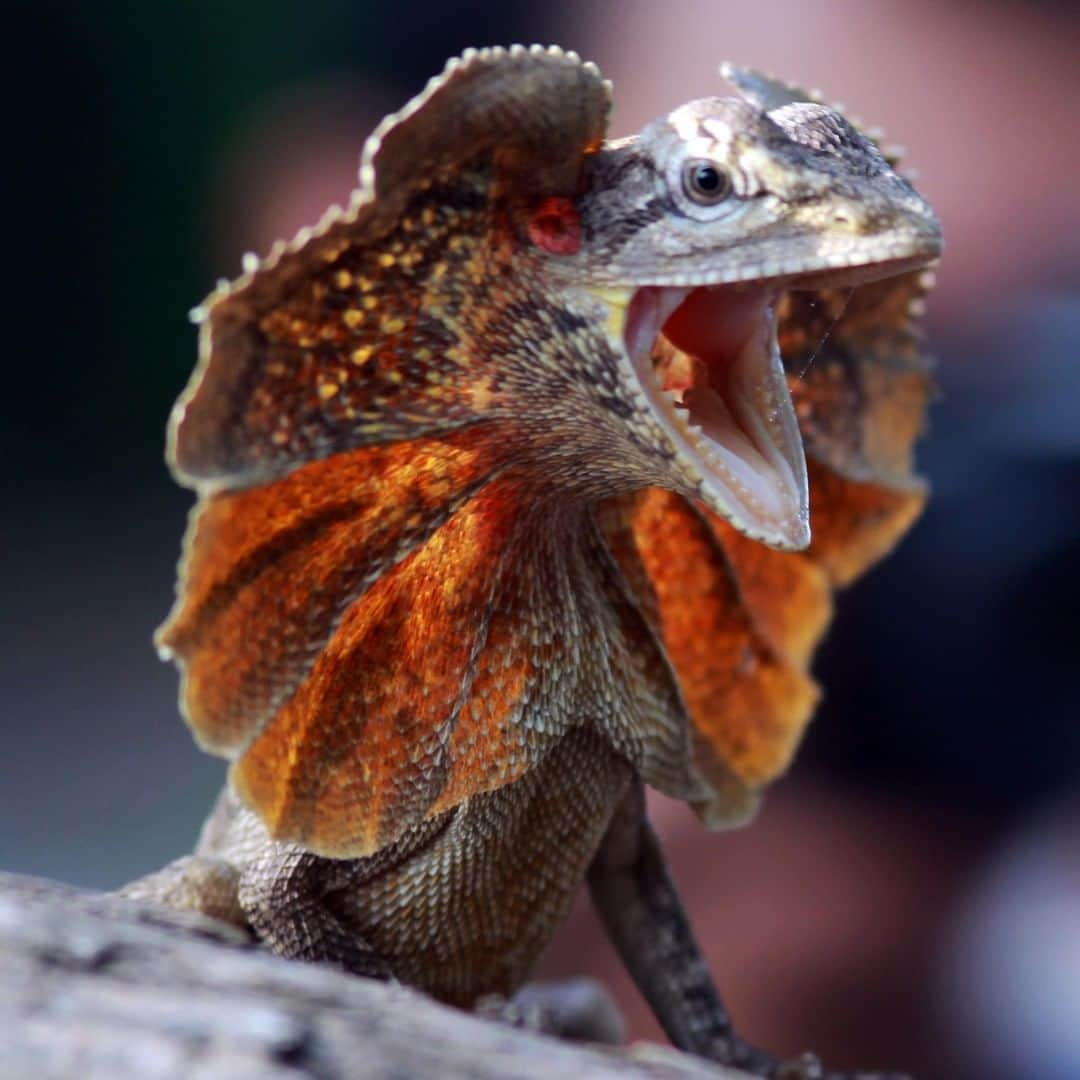 アニマルプラネットさんのインスタグラム写真 - (アニマルプラネットInstagram)「This frilled neck lizard is serving can I speak to the manager vibes. To intimidate predators, this reptile opens its mouth and unfurls a colorful skin flap around its head. If that doesn't spook you enough, it also hisses! . . . . . . . #animalsofinstagram #animalplanet #animaloftheday #wild #wildlife #outdoors #animals #wildanimals #conservation #nature #animallovers #instanature #wildgeography #reptile #frilledlizard」3月22日 1時00分 - animalplanet