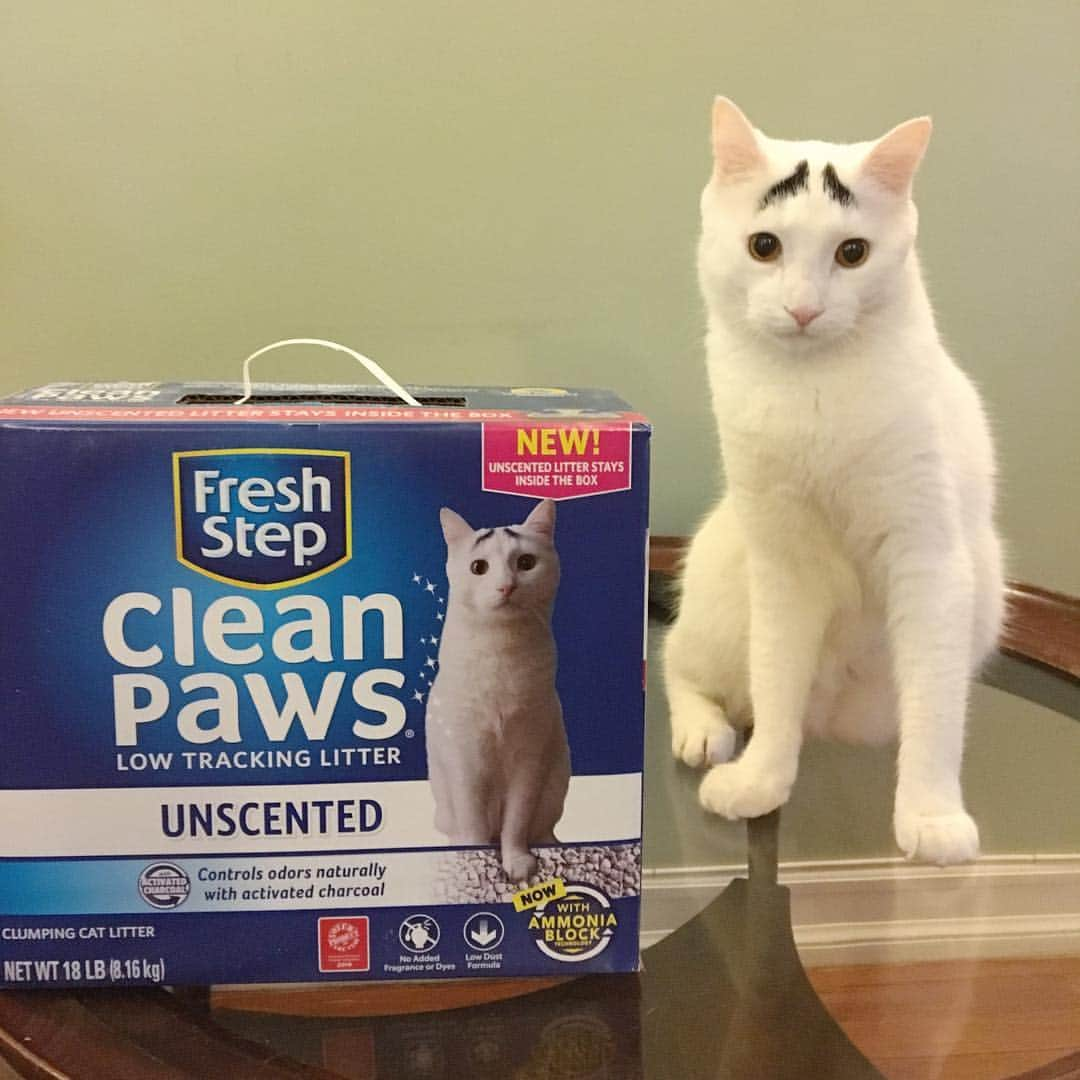 Samのインスタグラム：「When litter gets stuck in your cats paws, there’s no amount of toe floof that will make it cute. That’s why @FreshStep Clean Paws® low-tracking litter is a staple in our house - it stays in the box where it belongs! It's now also available in Unscented. Follow the link in Sam’s bio to learn more and try it for yourself! #ad」