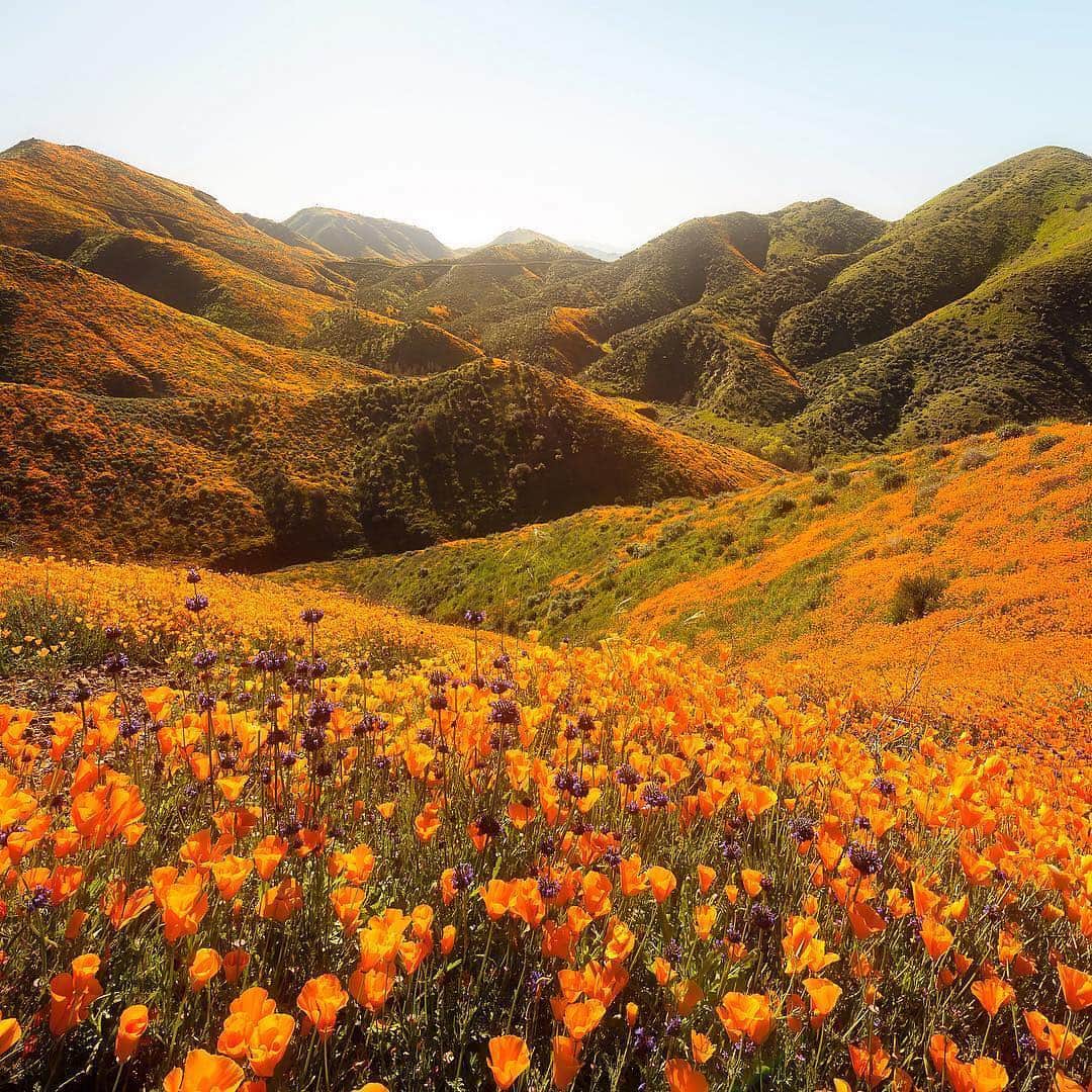 NikonUSAさんのインスタグラム写真 - (NikonUSAInstagram)「#Nikon100 photographer @bay.photography captured the incredible wildflower super bloom happening in California this week with the Nikon #D750 and AF-S NIKKOR 14-24mm f/2.8G ED: "Hello spring! We’ve already kicked it off big time here in SoCal, especially with the poppy madness. For this shot I wanted 2 things: The poppies had to be open which meant waiting until mid-morning and I wanted them backlit to let the sun give them that extra glow. But shooting into the sun especially with no clouds is always challenging. I waited until the sun was just out of frame to shoot this one.” Share your #superbloom photos with us using #NikonNoFilter for a chance to be featured! #walkercanyon #californiapoppies #landscape #landscapephotography #lakeelsinore #californiawildflowers」3月22日 1時08分 - nikonusa