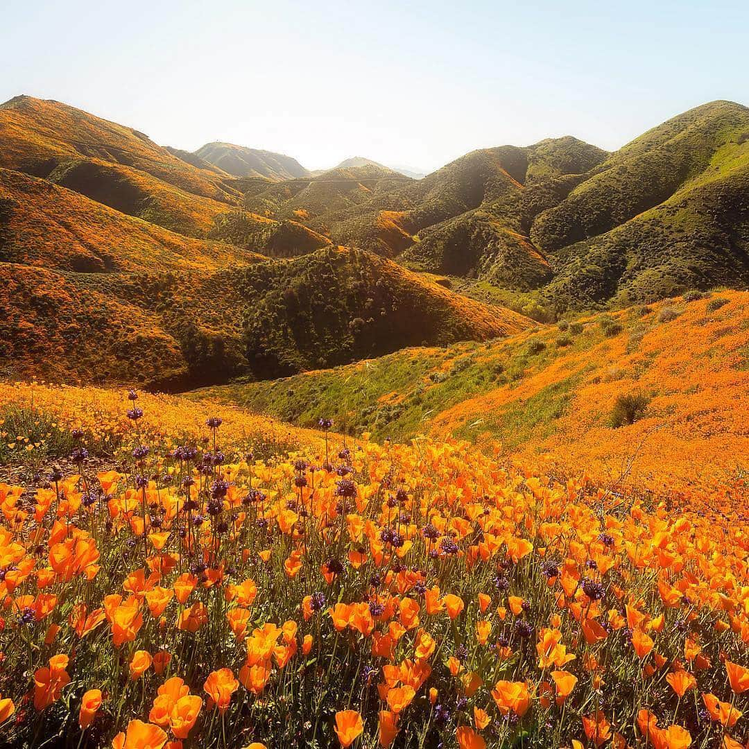 NikonUSAさんのインスタグラム写真 - (NikonUSAInstagram)「#Nikon100 photographer @bay.photography captured the incredible wildflower super bloom happening in California this week with the Nikon #D750 and AF-S NIKKOR 14-24mm f/2.8G ED: "Hello spring! We’ve already kicked it off big time here in SoCal, especially with the poppy madness. For this shot I wanted 2 things: The poppies had to be open which meant waiting until mid-morning and I wanted them backlit to let the sun give them that extra glow. But shooting into the sun especially with no clouds is always challenging. I waited until the sun was just out of frame to shoot this one.” Share your #superbloom photos with us using #NikonNoFilter for a chance to be featured! #walkercanyon #californiapoppies #landscape #landscapephotography #lakeelsinore #californiawildflowers」3月22日 1時08分 - nikonusa