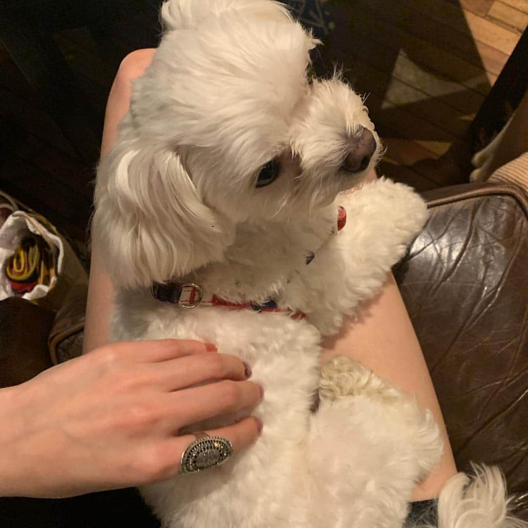 横田ひかるさんのインスタグラム写真 - (横田ひかるInstagram)「久しぶりの癒しタイム🐶❤︎ ふたりでお膝の上でくつろいでくれて 嬉しかった、、 女子会楽しかったな〜👸🏻✨ #癒し」3月22日 1時30分 - _rncn950805