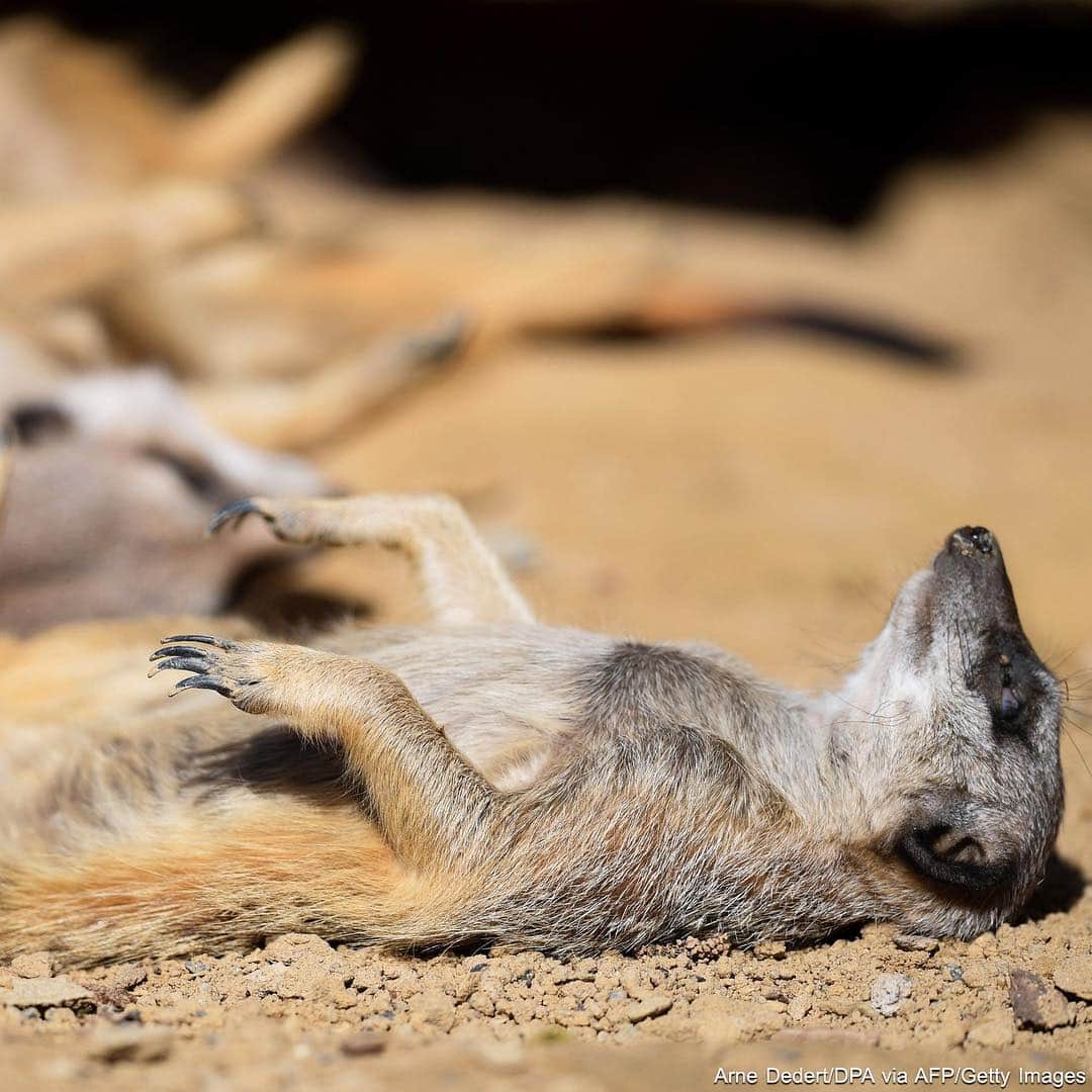 ABC Newsさんのインスタグラム写真 - (ABC NewsInstagram)「How’s spring going so far? Here’s hoping it’s as relaxed as these meerkats are sunbathing at the zoo in Frankfurt, Germany. #meerkat #spring #warm #sunny #relax #relaxing #germany #frankfurt」3月22日 1時35分 - abcnews