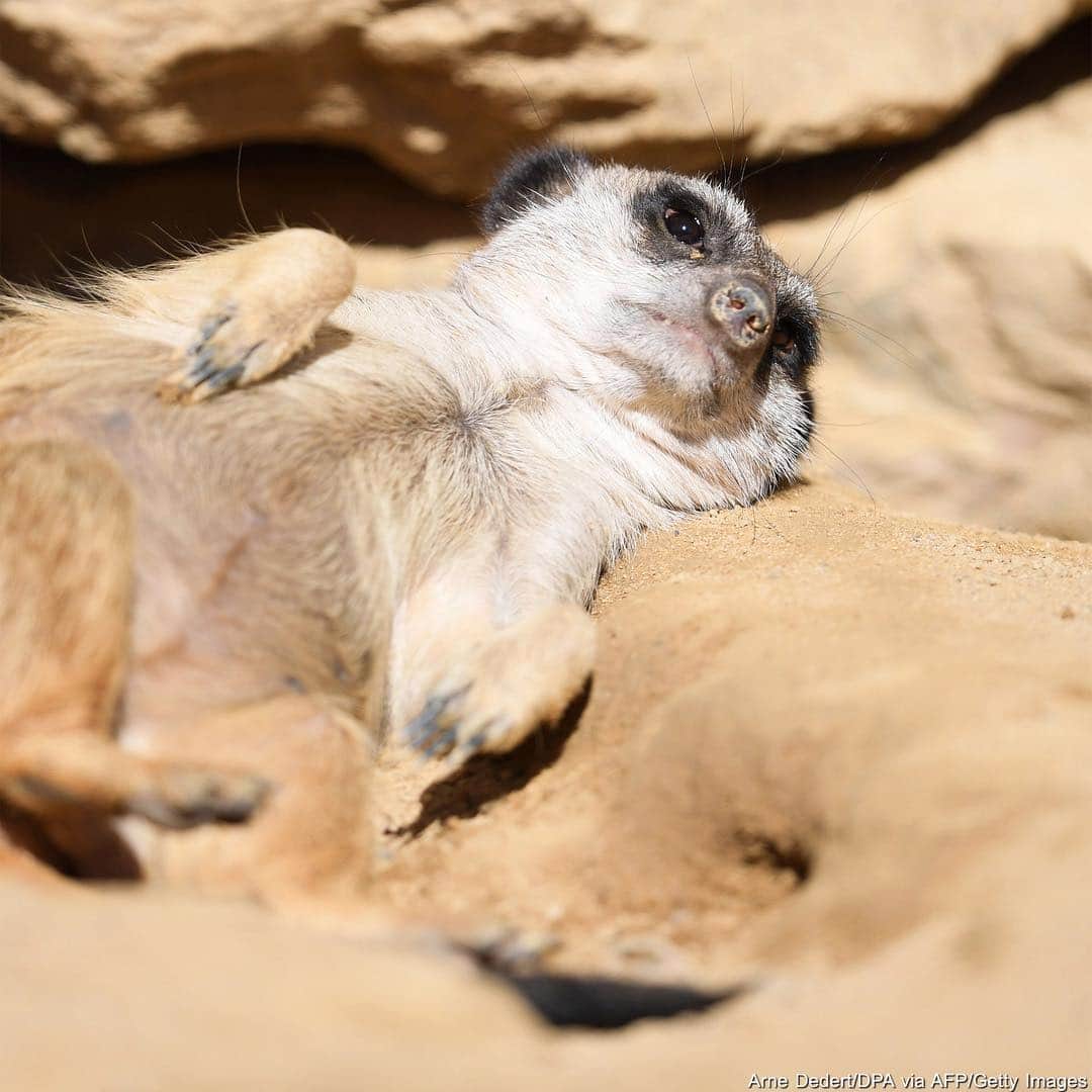 ABC Newsさんのインスタグラム写真 - (ABC NewsInstagram)「How’s spring going so far? Here’s hoping it’s as relaxed as these meerkats are sunbathing at the zoo in Frankfurt, Germany. #meerkat #spring #warm #sunny #relax #relaxing #germany #frankfurt」3月22日 1時35分 - abcnews