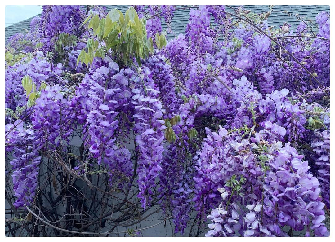 ミシェル・フォーブスさんのインスタグラム写真 - (ミシェル・フォーブスInstagram)「Yep...it’s Spring! 🌿🌺🌿#spring #wysteria #plantnerd #plantnerdsunite  #nature #nature_perfection #naturebrilliance」3月22日 1時44分 - iammichelleforbes