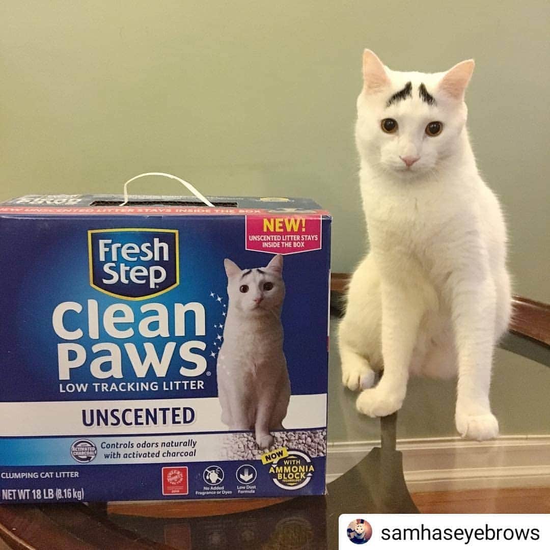 Fresh Stepさんのインスタグラム写真 - (Fresh StepInstagram)「Check those eyebrows out! 😻#Repost @samhaseyebrows • • • • • When litter gets stuck in your cats paws, there’s no amount of toe floof that will make it cute. That’s why @FreshStep Clean Paws® low-tracking litter is a staple in our house - it stays in the box where it belongs! It's now also available in Unscented. Follow the link in Sam’s bio to learn more and try it for yourself! #ad」3月22日 2時12分 - freshstep