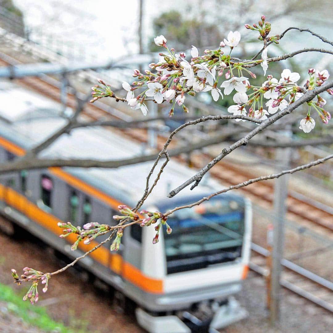 法政大学さんのインスタグラム写真 - (法政大学Instagram)「外濠公園ではソメイヨシノの花が開きはじめました。 3/24(日)、学位授与式が開催される日本武道館の桜の様子も気になりますね。  #法政 #大学 #hosei #university #桜 #開花 #外濠 #市ケ谷 #cherryblossom #bloom #中央線 #tokyo #hoseiorange」3月22日 13時01分 - hosei_university