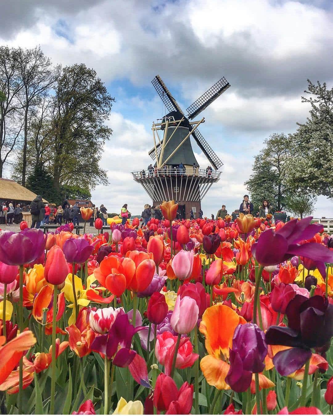 Wonderful Placesさんのインスタグラム写真 - (Wonderful PlacesInstagram)「Keukenhof - Netherlands ✨🌷🌷🌷✨ . Picture by ✨✨@eatdrinkrunrepeat✨✨ #wonderful_places for a feature ❤️」3月22日 13時04分 - wonderful_places