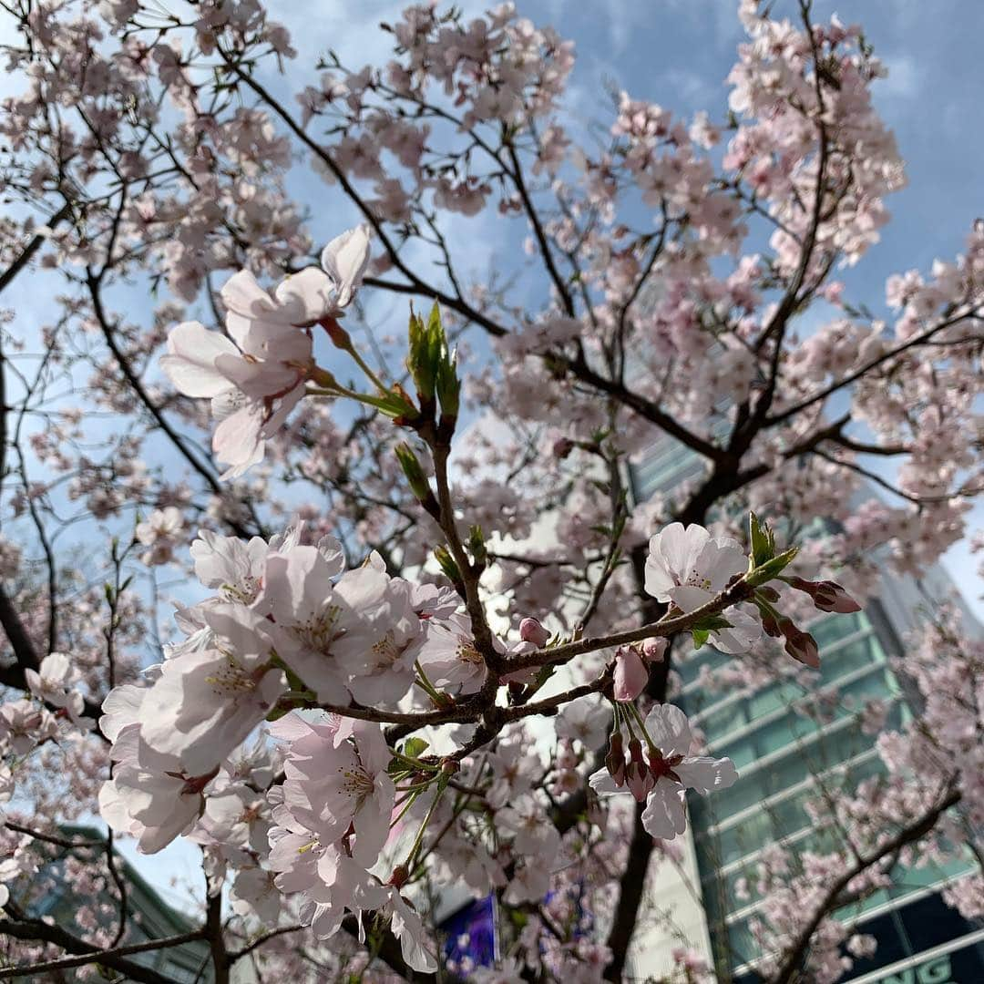 古川優香さんのインスタグラム写真 - (古川優香Instagram)「桜さいてたー！」3月22日 13時05分 - iamyukaf