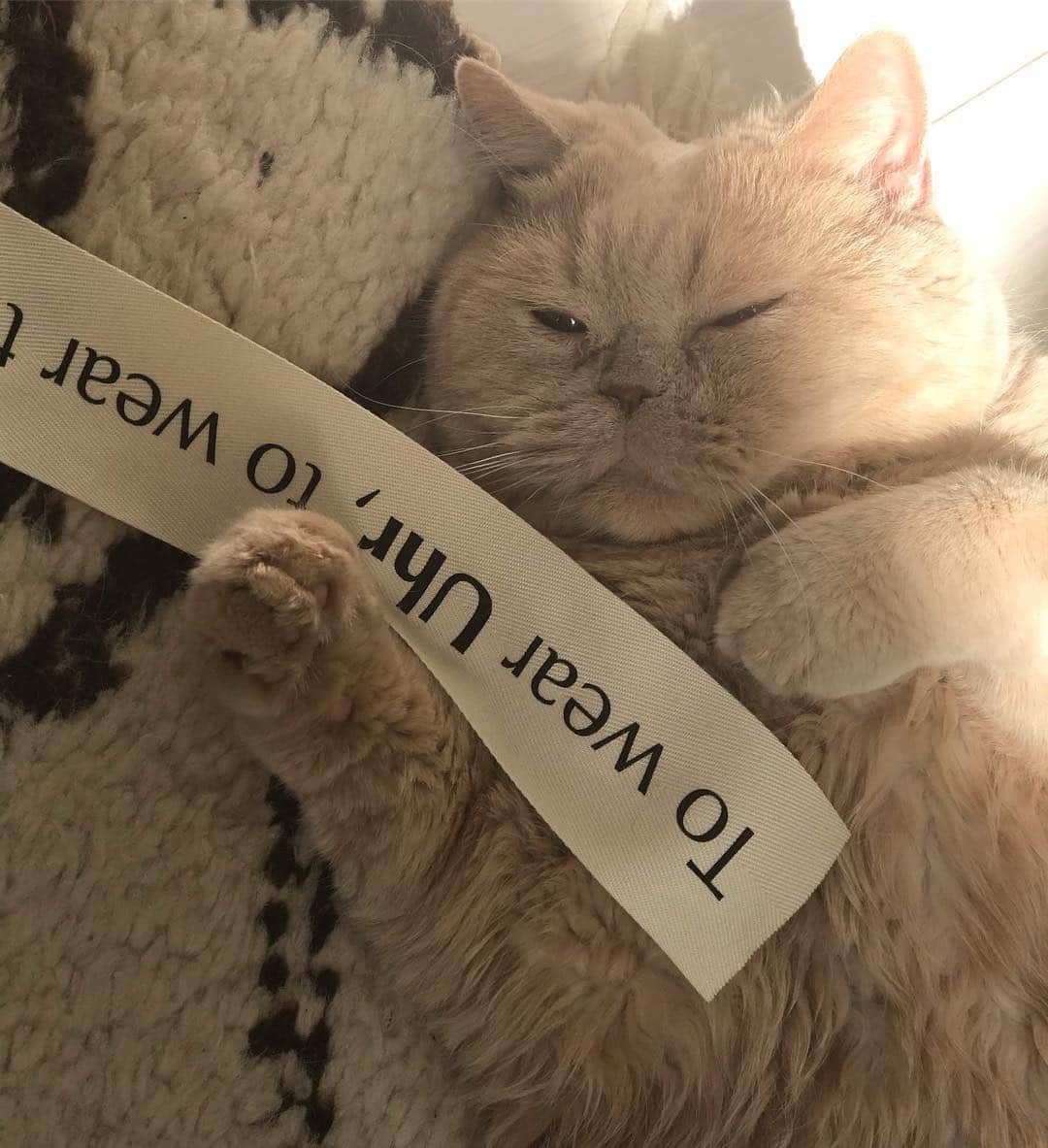 のインスタグラム：「猫です。 一際ぬいぐるみ感.....🧸 しかもテディベア...テッドにそっくり... *  #かーちゃん今日は病院デー #留守番頼んだよ  #Uhr応援隊長チャイ坊 #リボンにぎにぎ🎀 #手が丸いから握れはしない #眠さと甘えが混ざった顔  #cat #ネコ #小心者の親分 #チャイ坊 #チャイ #chai #britishshorthair #ブリティッシュショートヘア #クラッシュフェイス #ぶチャイく #愛の交歓」