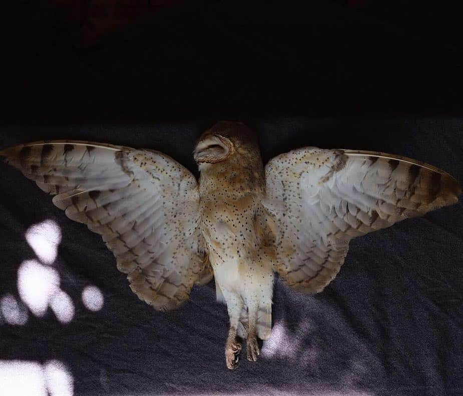 thephotosocietyさんのインスタグラム写真 - (thephotosocietyInstagram)「Photograph by David Chancellor @chancellordavid - Barn Owl - The moon shadows drown the barn owl flight. Lorries thunder on as nature settles down for the night. For some, there will be no dawn - on the road towards the Eastern Cape, South Africa - to see more work and projects follow me here @chancellordavid @thephotosociety @everydayextinction #barnowl #southafrica」3月22日 11時38分 - thephotosociety