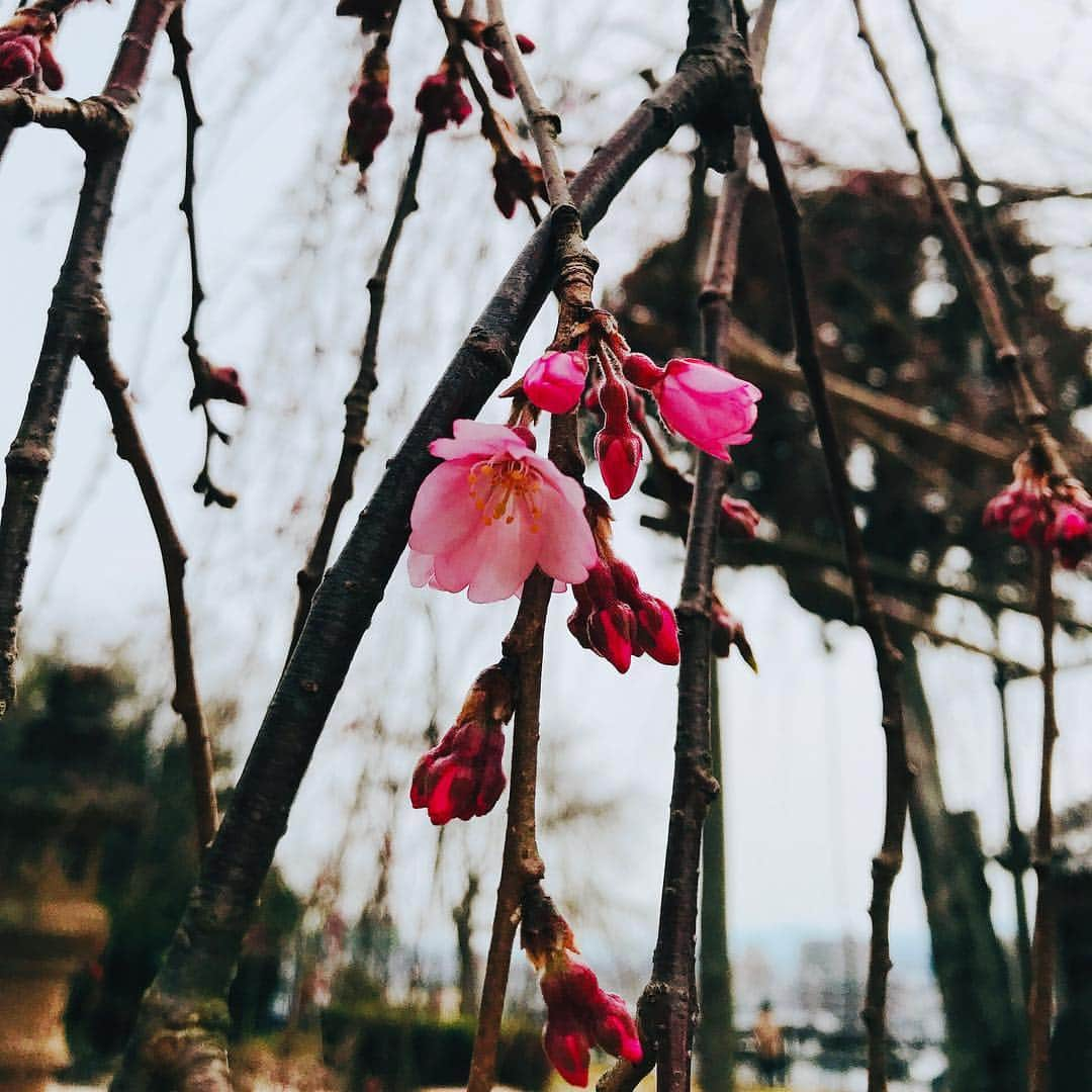 松江女子旅さんのインスタグラム写真 - (松江女子旅Instagram)「＼桜・・・花より餅⁉♡／ : 桜の開花もうすぐそこ🌸 花見もしたい！・・・ですが、女子旅ではずせないのはやはり和スイーツ😍 そこで松江にある桜餅に注目！ : そもそも桜餅には2種類あり、クレープ状のピンクの薄皮をこし餡に巻いた「長命寺」のと、もち米を蒸した生地にの中につぶ餡を入れたつぶつぶ触感の「道明寺」があります。 : 西日本で一般的なのがこの「道明寺」。ですが松江を含む島根県東部では、クレープ状の「長命寺」が一般的なんです！！ 理由は分かりませんが、なんとも珍しい松江の桜もち。今だけ味わえる松江スイーツとしてぜひ食べてみてくださいね♡ : さて、春が近づいてきたので、私たちが冬の間発信してきた冬のおすすめ観光情報「冬のご褒美・松江女子旅」もしばらくお休みに入ります。 お付き合い頂きありがとうございました♡また皆様にお会いできるのを楽しみにしています😘✨ : #桜 #桜餅 #春 #和スイーツ  #松江女子旅 #松江 #松江観光 #島根旅行 #春休み #旅行計画 #女子旅」3月22日 12時00分 - matsuejoshitabi