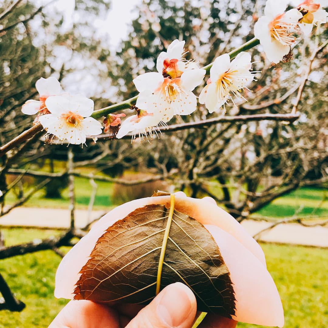 松江女子旅さんのインスタグラム写真 - (松江女子旅Instagram)「＼桜・・・花より餅⁉♡／ : 桜の開花もうすぐそこ🌸 花見もしたい！・・・ですが、女子旅ではずせないのはやはり和スイーツ😍 そこで松江にある桜餅に注目！ : そもそも桜餅には2種類あり、クレープ状のピンクの薄皮をこし餡に巻いた「長命寺」のと、もち米を蒸した生地にの中につぶ餡を入れたつぶつぶ触感の「道明寺」があります。 : 西日本で一般的なのがこの「道明寺」。ですが松江を含む島根県東部では、クレープ状の「長命寺」が一般的なんです！！ 理由は分かりませんが、なんとも珍しい松江の桜もち。今だけ味わえる松江スイーツとしてぜひ食べてみてくださいね♡ : さて、春が近づいてきたので、私たちが冬の間発信してきた冬のおすすめ観光情報「冬のご褒美・松江女子旅」もしばらくお休みに入ります。 お付き合い頂きありがとうございました♡また皆様にお会いできるのを楽しみにしています😘✨ : #桜 #桜餅 #春 #和スイーツ  #松江女子旅 #松江 #松江観光 #島根旅行 #春休み #旅行計画 #女子旅」3月22日 12時00分 - matsuejoshitabi