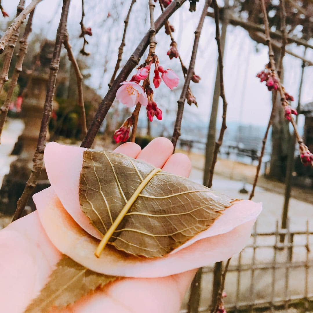 松江女子旅のインスタグラム：「＼桜・・・花より餅⁉♡／ : 桜の開花もうすぐそこ🌸 花見もしたい！・・・ですが、女子旅ではずせないのはやはり和スイーツ😍 そこで松江にある桜餅に注目！ : そもそも桜餅には2種類あり、クレープ状のピンクの薄皮をこし餡に巻いた「長命寺」のと、もち米を蒸した生地にの中につぶ餡を入れたつぶつぶ触感の「道明寺」があります。 : 西日本で一般的なのがこの「道明寺」。ですが松江を含む島根県東部では、クレープ状の「長命寺」が一般的なんです！！ 理由は分かりませんが、なんとも珍しい松江の桜もち。今だけ味わえる松江スイーツとしてぜひ食べてみてくださいね♡ : さて、春が近づいてきたので、私たちが冬の間発信してきた冬のおすすめ観光情報「冬のご褒美・松江女子旅」もしばらくお休みに入ります。 お付き合い頂きありがとうございました♡また皆様にお会いできるのを楽しみにしています😘✨ : #桜 #桜餅 #春 #和スイーツ  #松江女子旅 #松江 #松江観光 #島根旅行 #春休み #旅行計画 #女子旅」