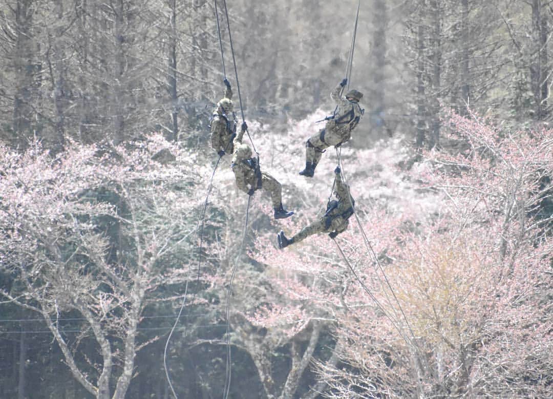 陸上自衛隊さんのインスタグラム写真 - (陸上自衛隊Instagram)「平成31年3月21日、#東京 でも #さくら🌸  の開花宣言がなされました。いよいよ本格的な #春のおとずれ  ですね。 今回は #陸上自衛隊 と #桜  をテーマにした写真を掲載します。 写真は陸上自衛隊　北富士駐屯地第57回記念行事において桜をバックに、陸上自衛官が #ヘリコプター からロープを使用して降下しているところを撮影したものです。背景の桜に太陽の光があたって #幻想的な世界  感漂う写真となっています。 これからも季節ごとの写真を掲載していきますので、引き続き陸上自衛隊のＩｎｓｔａｇｒａｍをよろしくお願いします。」3月22日 12時15分 - jgsdf_pr