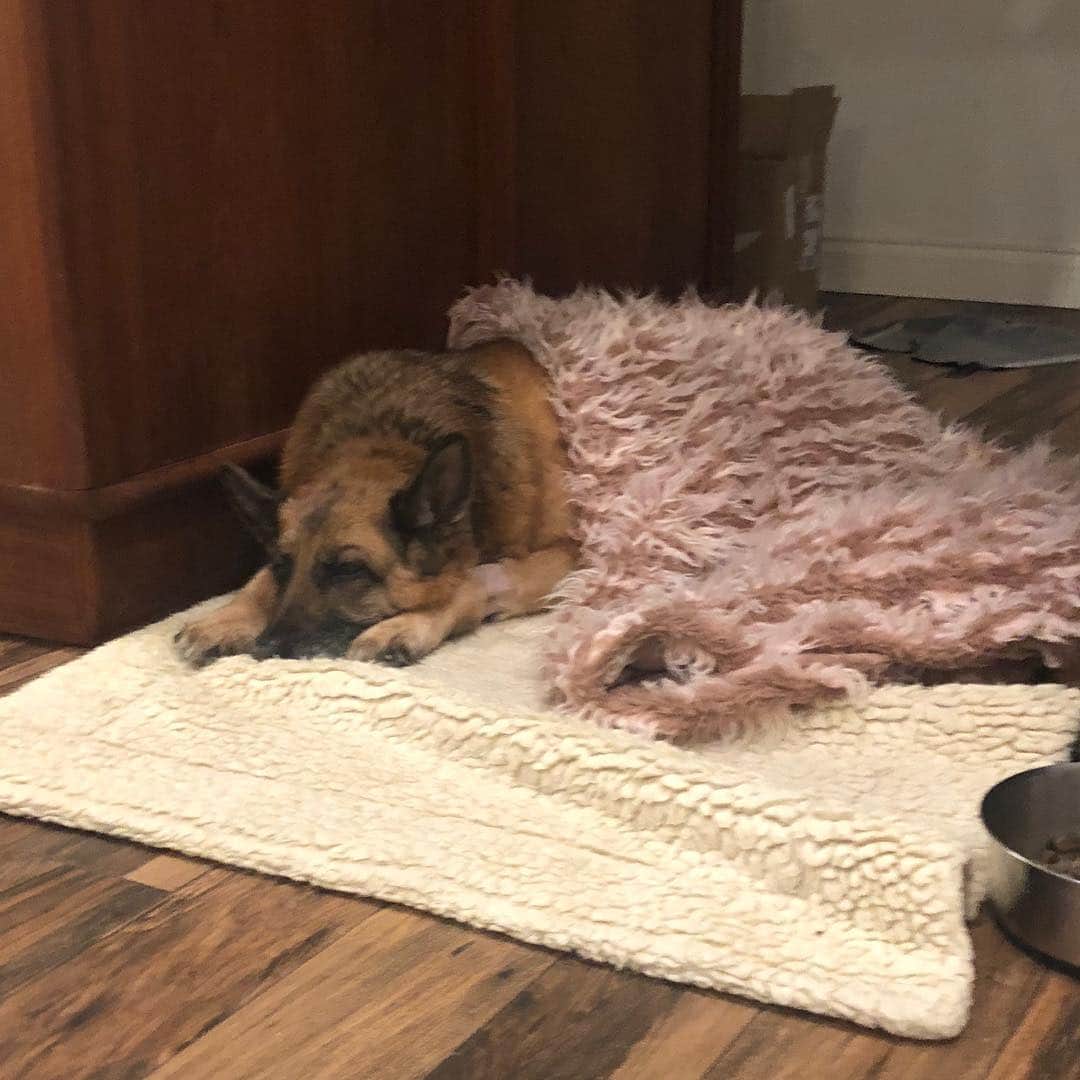 のインスタグラム：「Betty Boo Update: @delta  #sucks . Betty Boo had her surgery by Dr Ganz @dr_seth_mathus_ganz at @ethosvethealth in San Marcos. Seth has performed surgery on many of our babies... Nutter, Betty, Mikhail.... he is an amazing surgeon and we always have 100% confidence is his surgical skill and knowledge.  He was able to remove the necrotic mass from Betty’s hinny.... and close the wound. And magically turn her into a #Lion!! . We picked Betty up this evening and my heart feels so full and content knowing my mama bear is back home! We think she was abused by a man, as she cowers around men... so it is very important I am here for her, to show her compassion and love.  Guys... I absolutely love this girl!! I don’t feel like her mom, I feel like she has taught me so much about grace and how to live a life of acceptance!!! How to survive - how to be fierce when she needs to be and submissive when she has to to survive. This girl is strong!! She is #bettystrong!!! . I would move mountains to give this amazing soul one more day of love... and today, today... there is #hope!!! There is hope that we have more time to learn from her... to love her... to share in her strength! . Please... for all of those amazing abandoned #GSDs out there... give a like for #Betty #Boo!! Give a heart for #strength we learn from our #bffs. #give a shout out to all the amazing #dogs that change our hearts and thus, change the world!!! #dogsarelife #bettyislove #bettyishope #dogsofig #dogsofinstagram #gsd #germanshepherd #germanshepherdsofinstagram #germanshepherds #germanshepherd_corner #gsdofinstagram #gsdofig #seniordogs #dogsarelife #compassion #deltasucks #boycottdelta #live #love #strength」