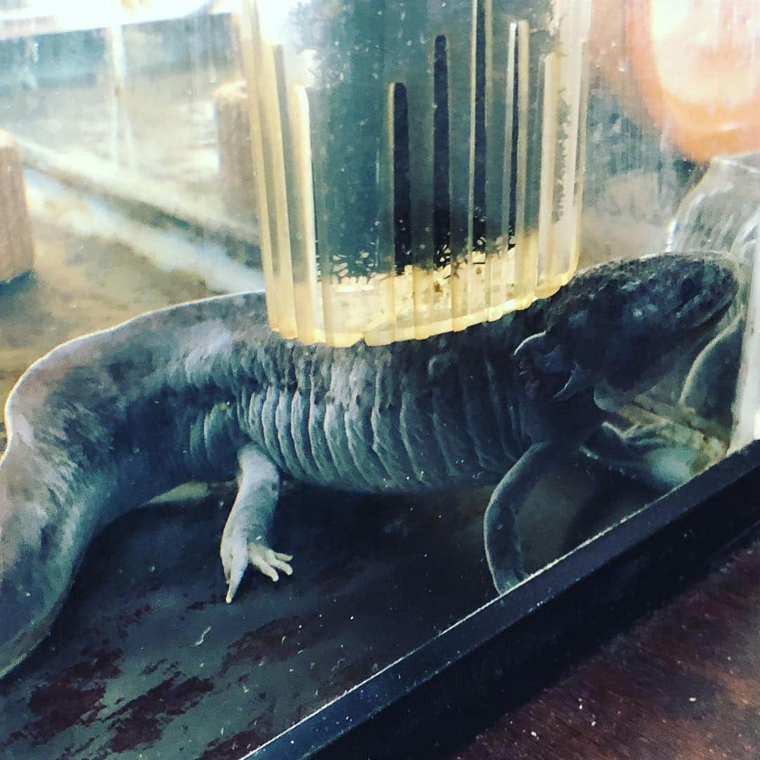 落合隼亮さんのインスタグラム写真 - (落合隼亮Instagram)「ウーさん多分5歳か6歳 He’s prolly 5or6  #mexicansalamander #ウーパールーパー #office #pet #japan #癒し」3月22日 12時14分 - ottieshun