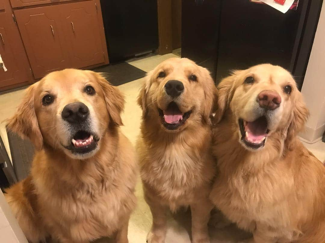 モヒートさんのインスタグラム写真 - (モヒートInstagram)「Having another sleepover with our best friend! ------------------------------- #goldensofig #goldenretriever  #goldenretrieversofinstagram #betterwithpets #dogsofig  #dogsofinstagram #fluffypack #gloriousgoldens #cute #welovegoldens #ilovemydog #dogcrushdaily #retrieveroftheday #goldenlife #featuregoldens #goldenretrieverfeatures #bestwoof #goldenretrieverft #ProPlanDog #ilovegolden_retrievers #mydogiscutest #retrieversgram #chewy #dogsofcle  #slumberparty #bestfriendgoals」3月22日 12時17分 - mojito_rose_family