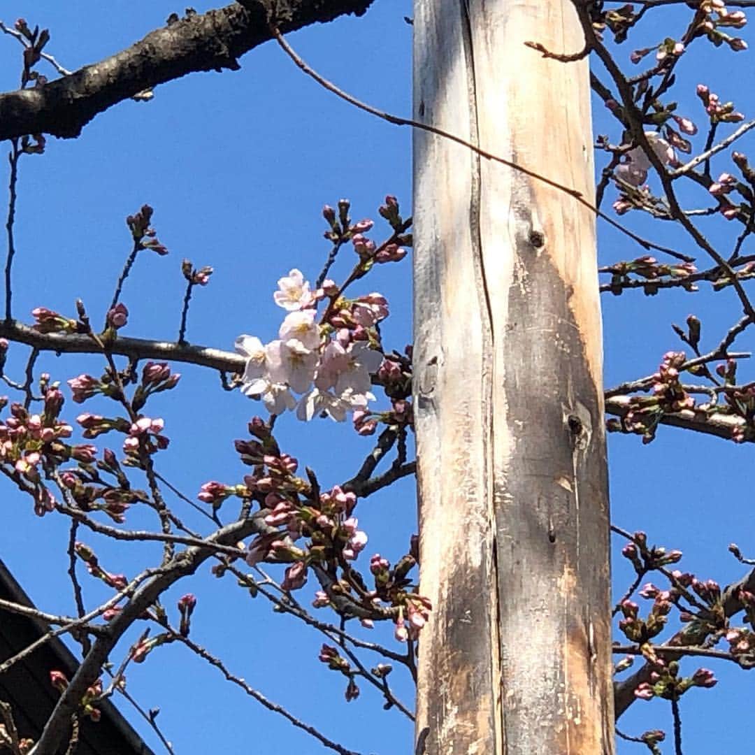 小石田純一さんのインスタグラム写真 - (小石田純一Instagram)「靖国神社の桜の標本木の開花を確認してきました。可愛く咲いてました。春ですね。  #桜 #靖國神社 #開花宣言 #ソメイヨシノ #桜の標本木 #靖国神社 #神社 #神社仏閣巡り」3月22日 12時32分 - koishida.trendy