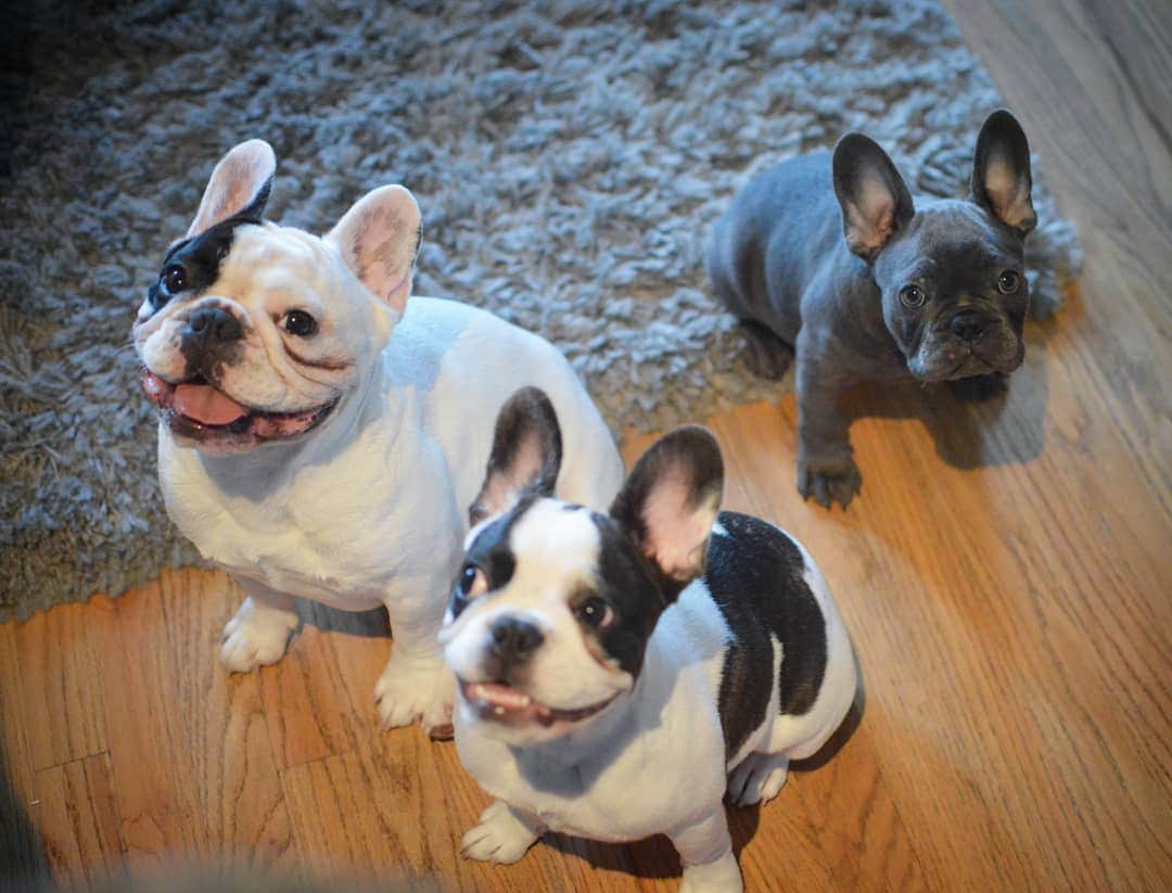 Manny The Frenchieのインスタグラム：「Throwback to bad tear stains and puppy hangs! 😄  #tbt」