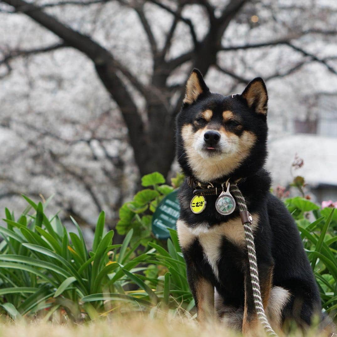 黒豆柴こむぎさんのインスタグラム写真 - (黒豆柴こむぎInstagram)「公園の早咲きの桜🌸がきれいだよ。ボクのベロも桜色😝2019.3.22  #桜 #ちょいペロ #黒豆柴こむぎ #黒豆柴 #豆柴 #黒柴 #黑柴 #柴犬 #柴 #まめしば #しばいぬ #しば #mameshiba #kuroshiba #shibainu #shiba #shibalove #shibalovers #shibastagram #shiba_snap #shibasofinstagram #west_dog_japan #ふわもこ部 #pecoいぬ部 #pecotv #いぬら部 #proudshibas #thedailyshibainu #ここ柴部 #いぬのきもち」3月22日 12時37分 - komugi_1207