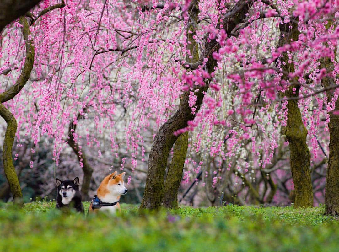 BlackRed shibasさんのインスタグラム写真 - (BlackRed shibasInstagram)「こっち向いてよ！ ねね！ むさし！ Beautiful place! . . . #neneandmusashi2019 #igersjp #instagramersjapan #shibainu #shiba #柴犬 #dog #nikon #igersjp #nikond5 #ニコン #70200mm #toyota_dog #light_nikon #happy #lovely #cute #JAPAN #nationalPetDay #dogsofinstagram #topdogphoto #zamanidurdur #outdoorswithdog #ig_shotz_asia #柴犬ライフ」3月22日 12時50分 - black_red_jp