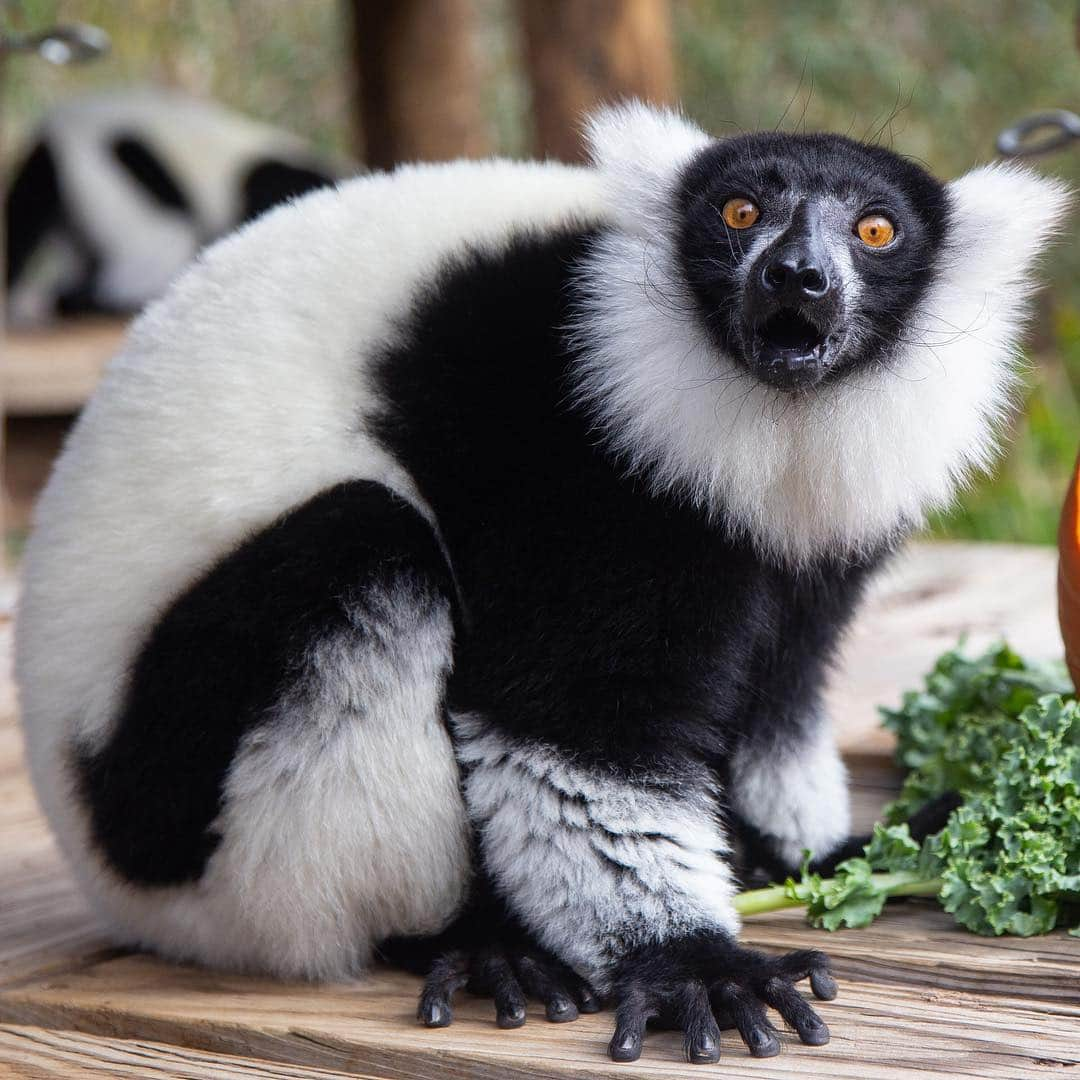 スミソニアン国立動物園さんのインスタグラム写真 - (スミソニアン国立動物園Instagram)「If you hang around Lemur Island, you may spot our black-and-white ruffed lemurs brothers, Aloke and Wiley, showing off an amazing ability! These primates are mostly frugivorous, and they’re pros at suspending from their feet to reach hanging fruit, seeds, leaves and nectar. 🍓 🍇🍏At 2 p.m. daily, watch our dynamic duo discover enrichment! (Weather permitting.) PLAN YOUR VISIT: https://s.si.edu/2h3CN1W.」3月22日 4時06分 - smithsonianzoo