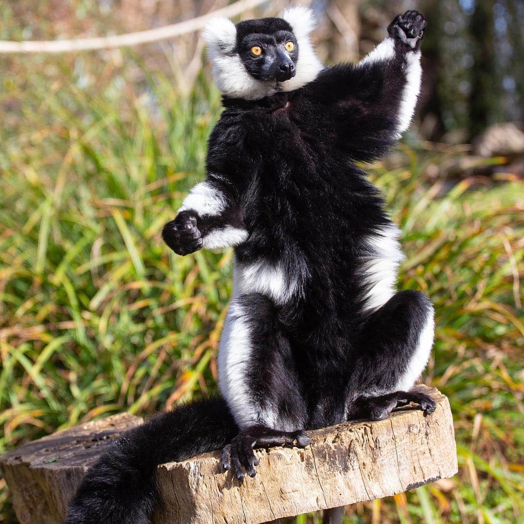 スミソニアン国立動物園さんのインスタグラム写真 - (スミソニアン国立動物園Instagram)「If you hang around Lemur Island, you may spot our black-and-white ruffed lemurs brothers, Aloke and Wiley, showing off an amazing ability! These primates are mostly frugivorous, and they’re pros at suspending from their feet to reach hanging fruit, seeds, leaves and nectar. 🍓 🍇🍏At 2 p.m. daily, watch our dynamic duo discover enrichment! (Weather permitting.) PLAN YOUR VISIT: https://s.si.edu/2h3CN1W.」3月22日 4時06分 - smithsonianzoo