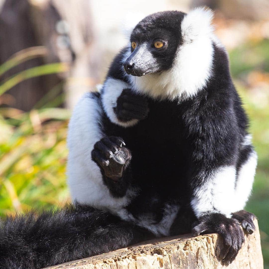 スミソニアン国立動物園さんのインスタグラム写真 - (スミソニアン国立動物園Instagram)「If you hang around Lemur Island, you may spot our black-and-white ruffed lemurs brothers, Aloke and Wiley, showing off an amazing ability! These primates are mostly frugivorous, and they’re pros at suspending from their feet to reach hanging fruit, seeds, leaves and nectar. 🍓 🍇🍏At 2 p.m. daily, watch our dynamic duo discover enrichment! (Weather permitting.) PLAN YOUR VISIT: https://s.si.edu/2h3CN1W.」3月22日 4時06分 - smithsonianzoo