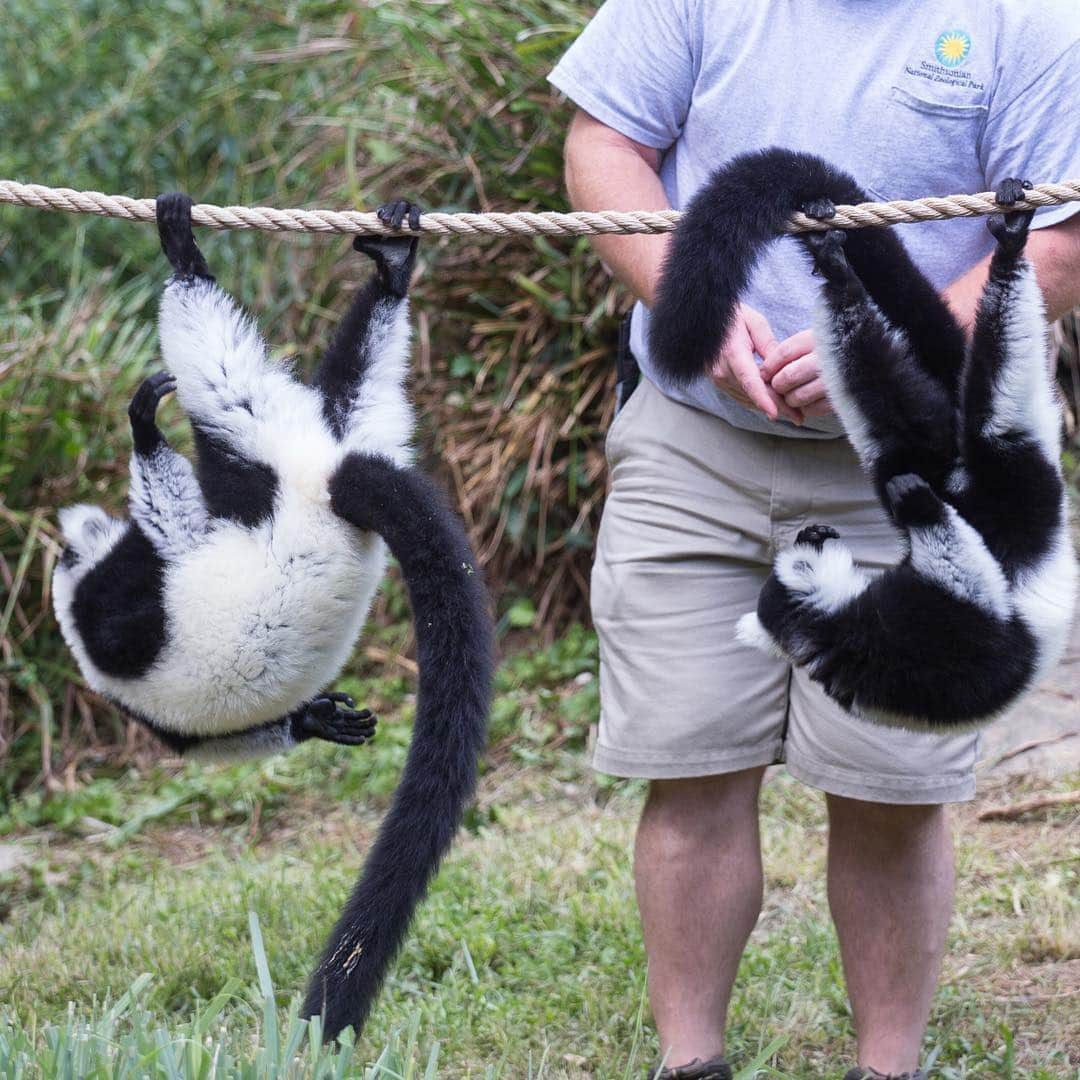 スミソニアン国立動物園さんのインスタグラム写真 - (スミソニアン国立動物園Instagram)「If you hang around Lemur Island, you may spot our black-and-white ruffed lemurs brothers, Aloke and Wiley, showing off an amazing ability! These primates are mostly frugivorous, and they’re pros at suspending from their feet to reach hanging fruit, seeds, leaves and nectar. 🍓 🍇🍏At 2 p.m. daily, watch our dynamic duo discover enrichment! (Weather permitting.) PLAN YOUR VISIT: https://s.si.edu/2h3CN1W.」3月22日 4時06分 - smithsonianzoo