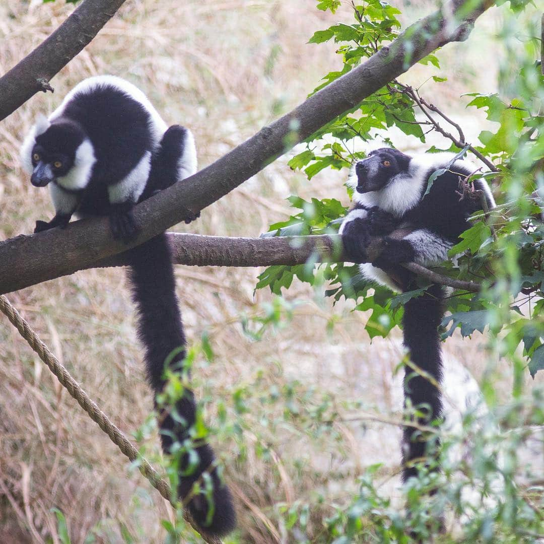 スミソニアン国立動物園さんのインスタグラム写真 - (スミソニアン国立動物園Instagram)「If you hang around Lemur Island, you may spot our black-and-white ruffed lemurs brothers, Aloke and Wiley, showing off an amazing ability! These primates are mostly frugivorous, and they’re pros at suspending from their feet to reach hanging fruit, seeds, leaves and nectar. 🍓 🍇🍏At 2 p.m. daily, watch our dynamic duo discover enrichment! (Weather permitting.) PLAN YOUR VISIT: https://s.si.edu/2h3CN1W.」3月22日 4時06分 - smithsonianzoo