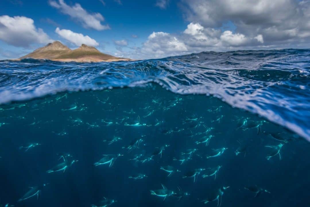 National Geographic Travelさんのインスタグラム写真 - (National Geographic TravelInstagram)「Photo by @PaulNicklen | On a sunny morning on the coast of Steeple Jason Island, waves crash gently along the rocky shore. Meanwhile, below the ocean’s surface, a group of gentoo penguins glide through the water, feeding on krill. After a successful day of feeding, they will return to their busy colony; these islands host the most breeding pairs of gentoo penguins on Earth. #FollowMe at @PaulNicklen for more photos of #penguins. #gentoo #splitshot #ocean #conservation」3月22日 4時03分 - natgeotravel