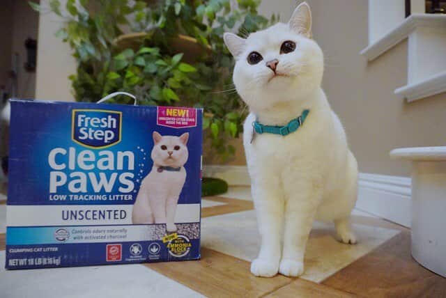 Cats of Instagramさんのインスタグラム写真 - (Cats of InstagramInstagram)「@white_coffee_cat: “I keep my toe beans beautiful and clean with @FreshStep’s low tracking Clean Paws® litter. To top it all off, it is now available in Unscented for those with sensitive noses! And check out that handsome face on this special box.🐱 #iloafyou, Clean Paws® Unscented.” #ad」3月22日 4時20分 - cats_of_instagram