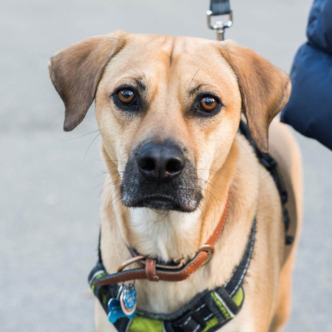 The Dogistさんのインスタグラム写真 - (The DogistInstagram)「Indy, mix (2 y/o), Central Park, New York, NY • “I got him when he was a puppy. He’s anxious about the city but goes crazy for chicken and loves napping.”」3月22日 4時29分 - thedogist