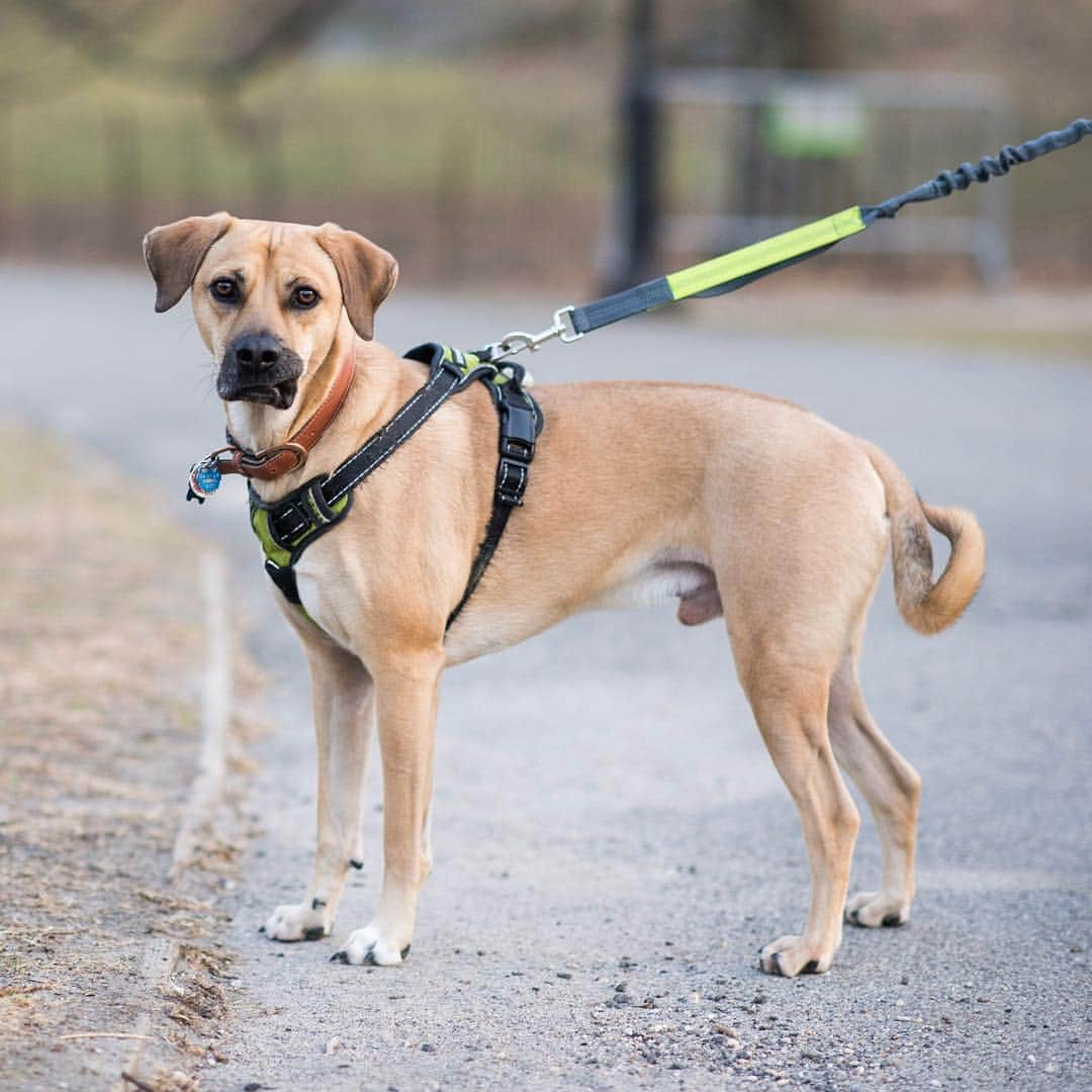 The Dogistさんのインスタグラム写真 - (The DogistInstagram)「Indy, mix (2 y/o), Central Park, New York, NY • “I got him when he was a puppy. He’s anxious about the city but goes crazy for chicken and loves napping.”」3月22日 4時29分 - thedogist