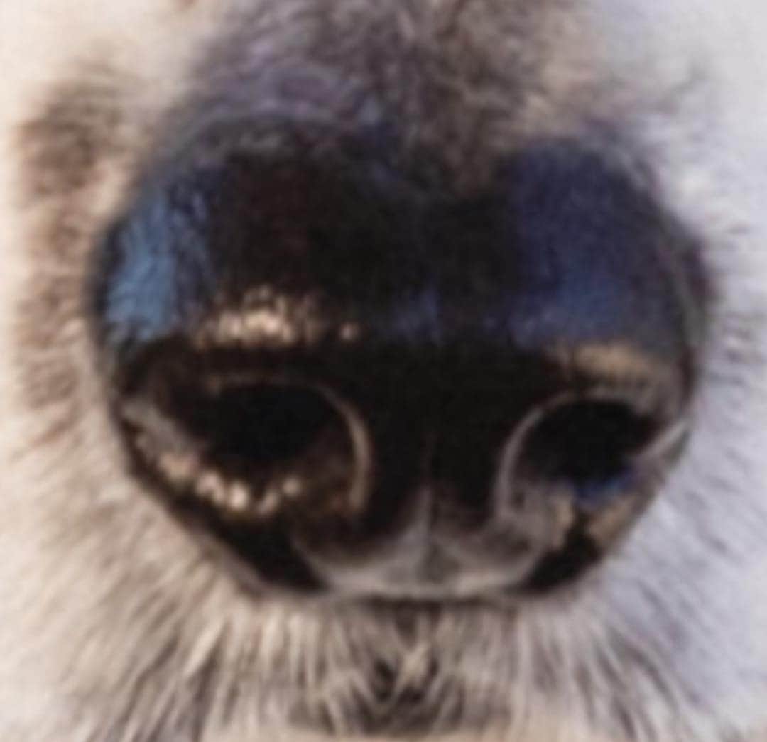 Andrew Knappさんのインスタグラム写真 - (Andrew KnappInstagram)「That snout is a work of art. Swipe to magnify. 🔍」3月22日 5時29分 - andrewknapp