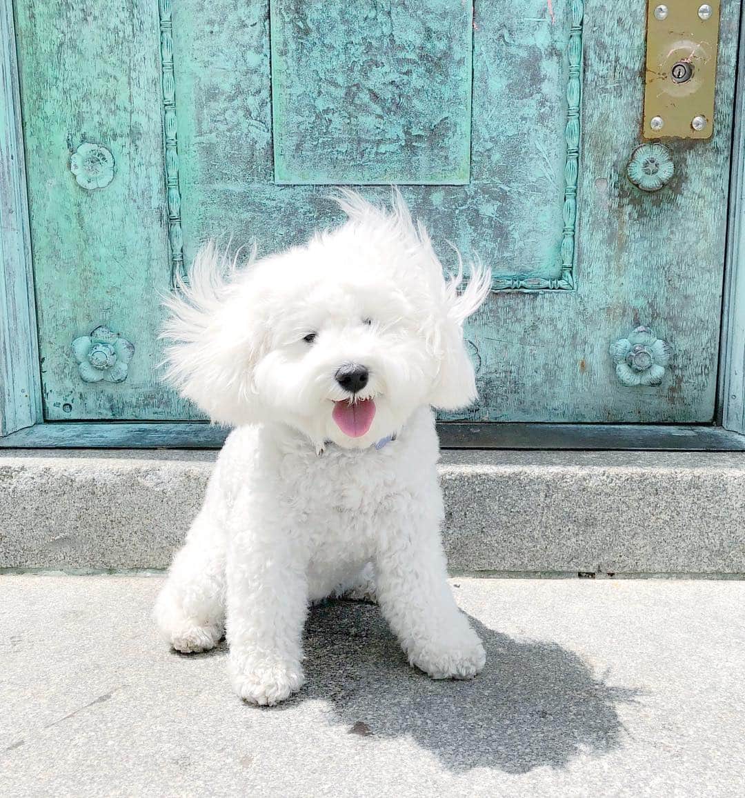 のインスタグラム：「“Fluff in the wind 💨” writes @sweetbabycharlie  #dogsofinstagram」