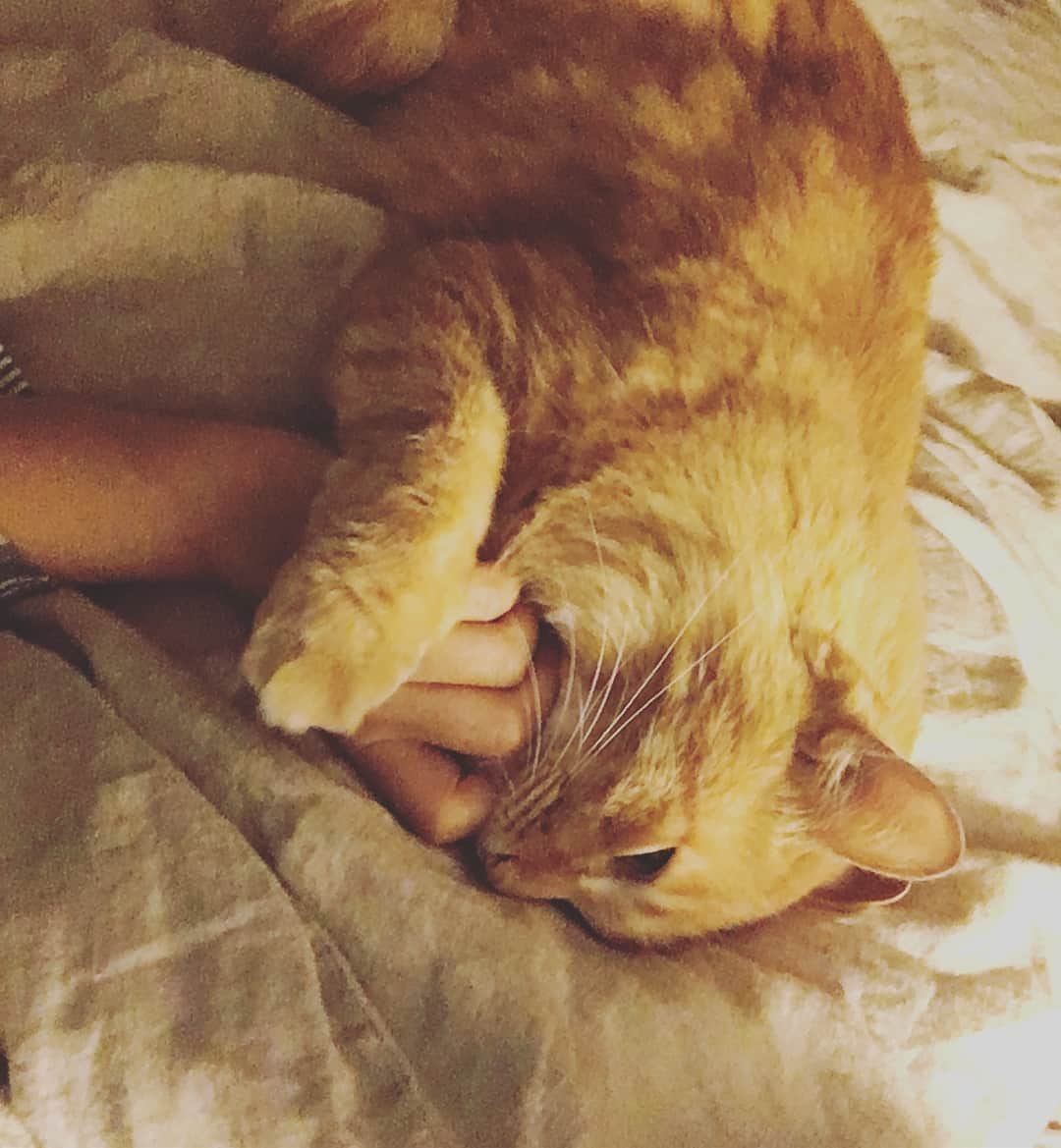 のインスタグラム：「今夜もまんまと時差ボケで目が覚める。足元で寝ていた坊にちゅばられる。とてつもないかわゆさで、さらに目が覚める。  #ユピ坊 #ちゅば猫」