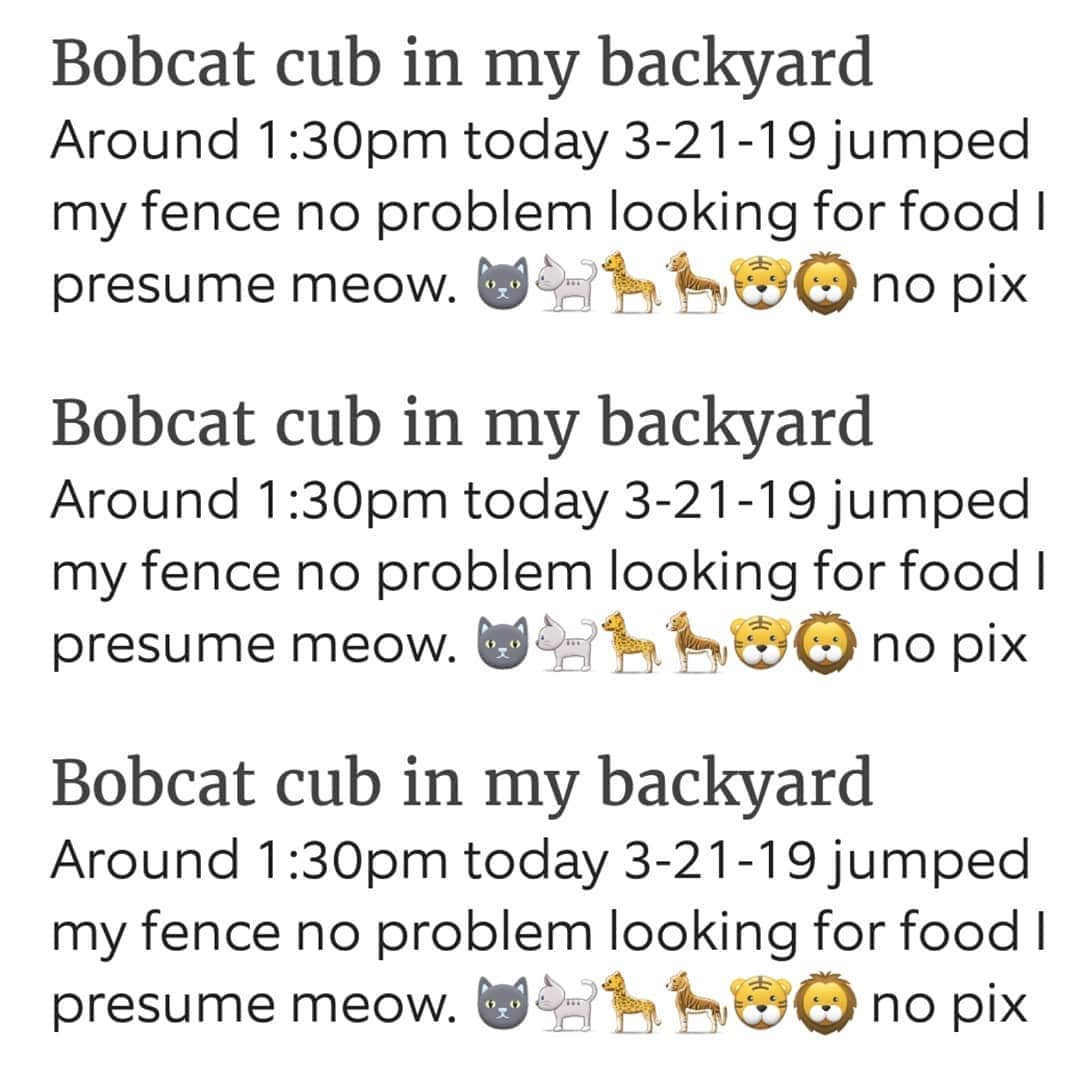 ガソリングラマーさんのインスタグラム写真 - (ガソリングラマーInstagram)「Um I know big cats live in the mountains where I live but holy shit bobcat cub in the backyard. Inside kitties were like mom who's that fuzzy dude outside? 🐯Then he bounced right over my fence into the wild crazy and amazing #shadowhills #bobcat #meow and or #lynx」3月22日 5時54分 - gasolineglamour