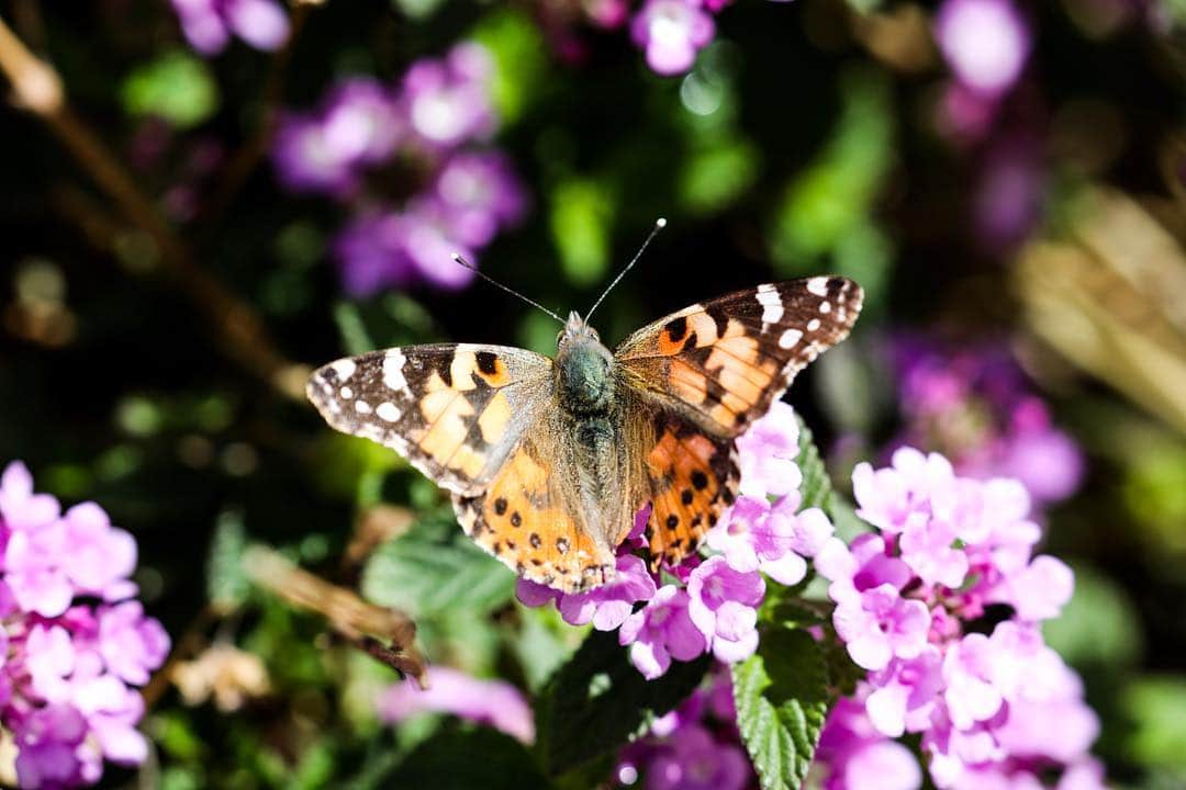 ブロディ・ジェンナーのインスタグラム：「Finally got a shot of a painted Lady. It’s nice to see so many around Malibu this year. I used to see these little guys all the time growing up but over the past 15 years not so much. They say this is one of the biggest migrations since 2005. 🤙🏼🦋#brodys5d #respectnature」