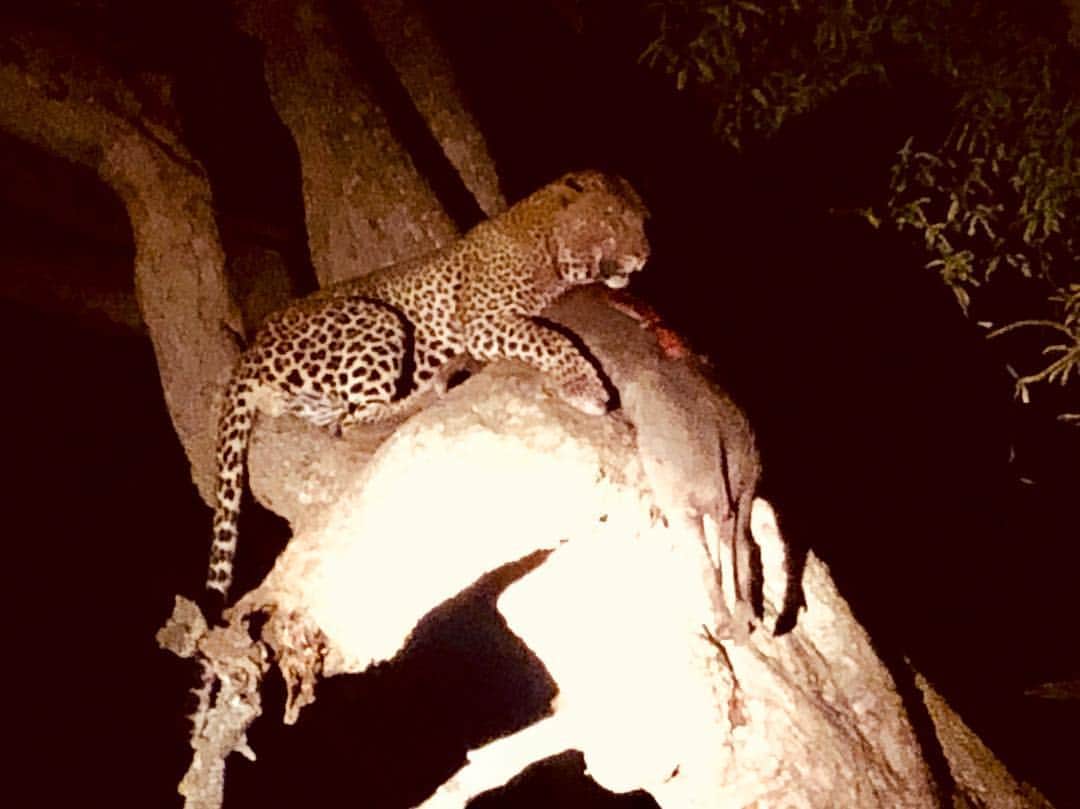 ジョシュ・デュアメルさんのインスタグラム写真 - (ジョシュ・デュアメルInstagram)「Just another leopard dragging a warthog up a tree.  #grumetireserve #africanccf」3月22日 6時24分 - joshduhamel