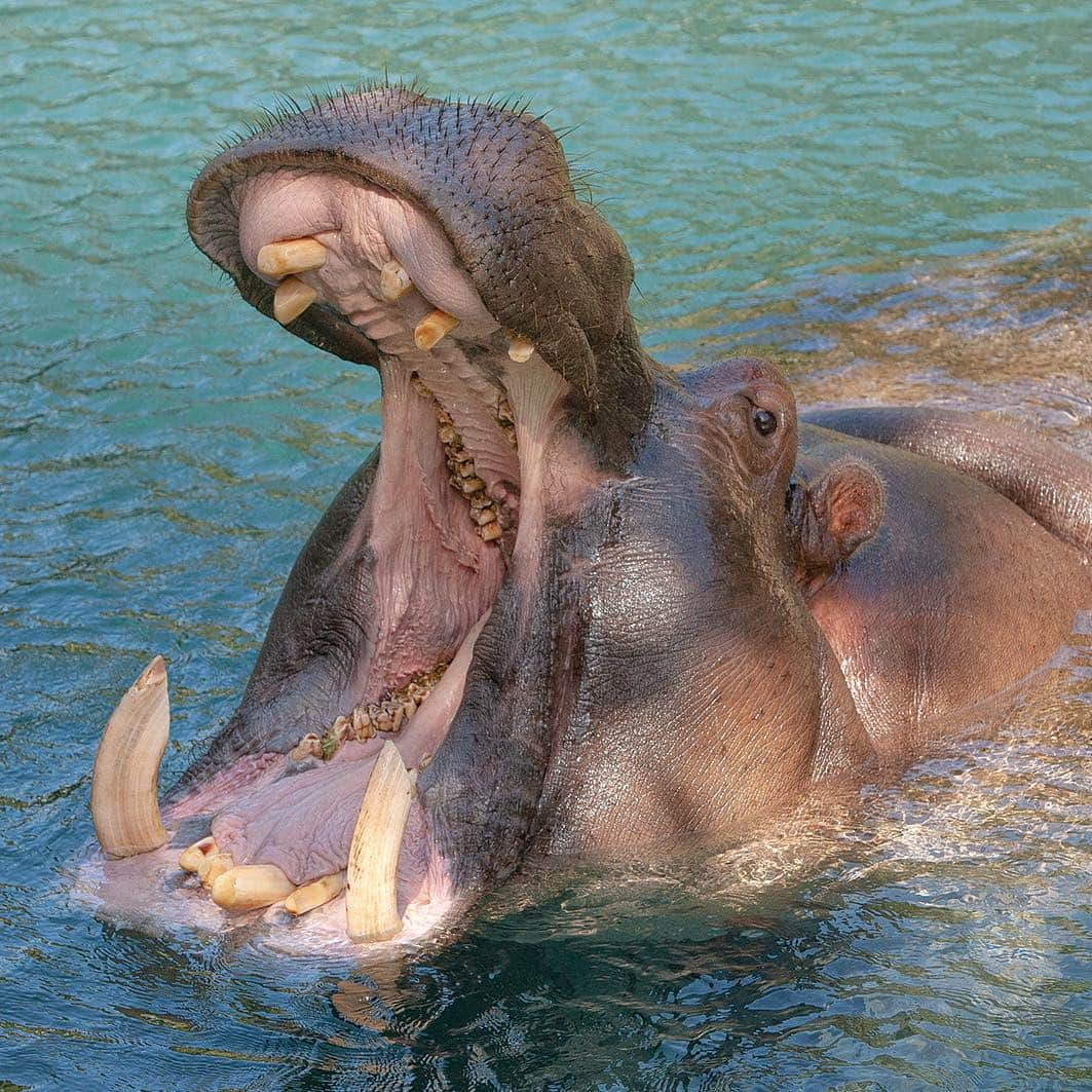 San Diego Zooさんのインスタグラム写真 - (San Diego ZooInstagram)「Whale what do we have here? Scientists used to think hippos were closely related to pigs and other ungulates, but as genetic research advanced they discovered that hippos are much more closely related to cetaceans—whales, porpoises, and dolphins. In fact, cetaceans are hippos’ closest living relatives. #WhaleofaDiscovery #WorthwhaleFact #HappyHippos #SanDiegoZoo  Learn more about 🦛s ➡ bit.ly/HippoZOONOOZ」3月22日 6時24分 - sandiegozoo