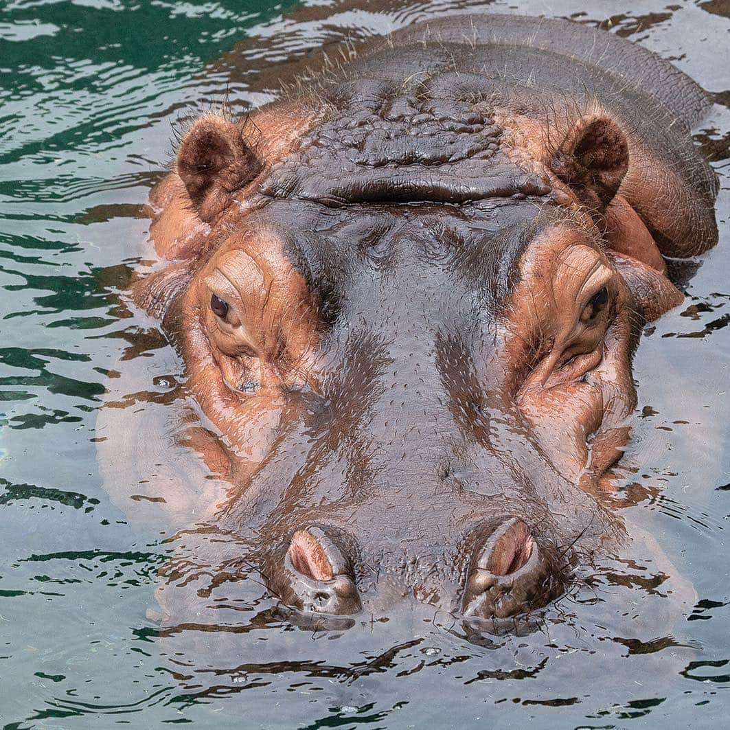 San Diego Zooさんのインスタグラム写真 - (San Diego ZooInstagram)「Whale what do we have here? Scientists used to think hippos were closely related to pigs and other ungulates, but as genetic research advanced they discovered that hippos are much more closely related to cetaceans—whales, porpoises, and dolphins. In fact, cetaceans are hippos’ closest living relatives. #WhaleofaDiscovery #WorthwhaleFact #HappyHippos #SanDiegoZoo  Learn more about 🦛s ➡ bit.ly/HippoZOONOOZ」3月22日 6時24分 - sandiegozoo